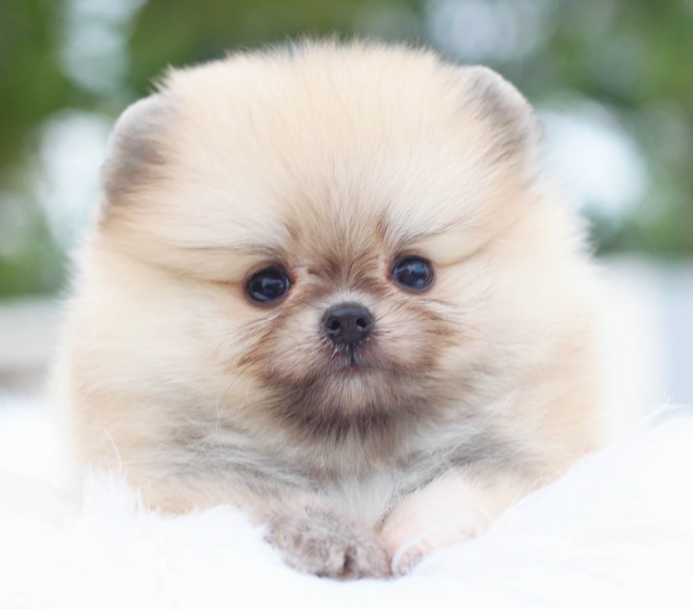 ปอมเมอเรเนียน เพศเมียสีส้มเกรดโชว์