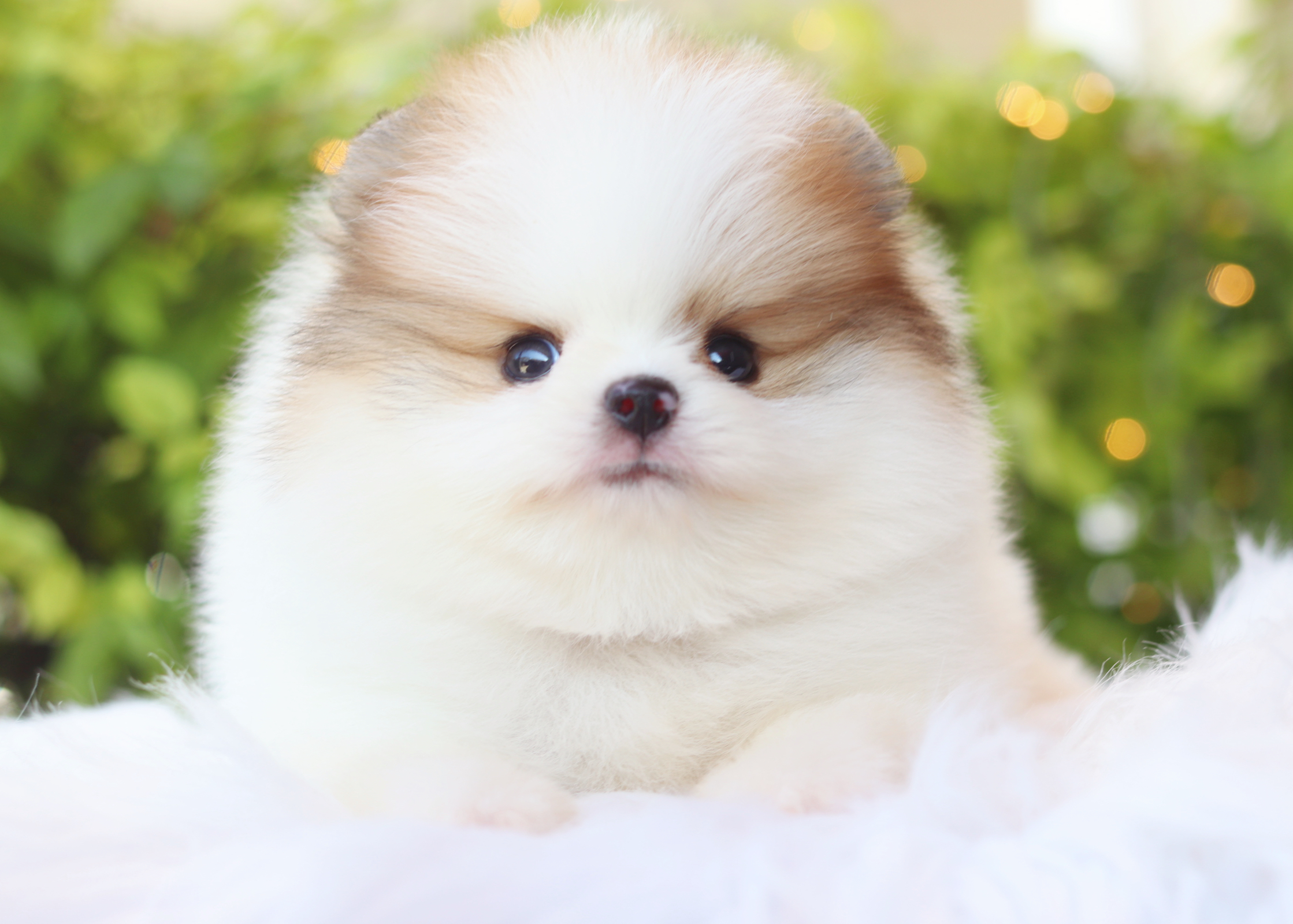 ปอมเมอเรเนียน เพศผู้ สีแฟนซี เกรดโชว์