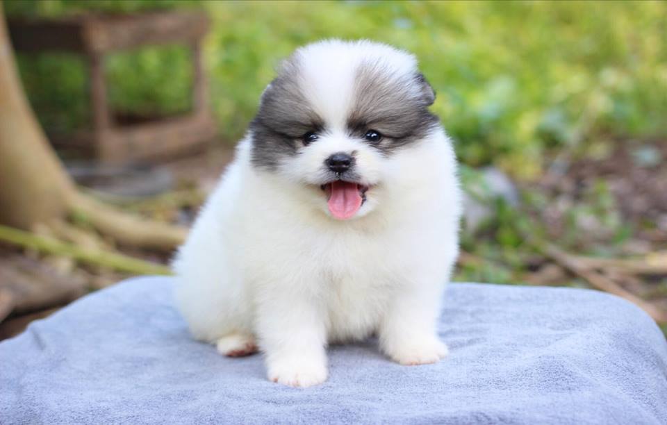 ปอมเมอเรเนียน เพศผู้