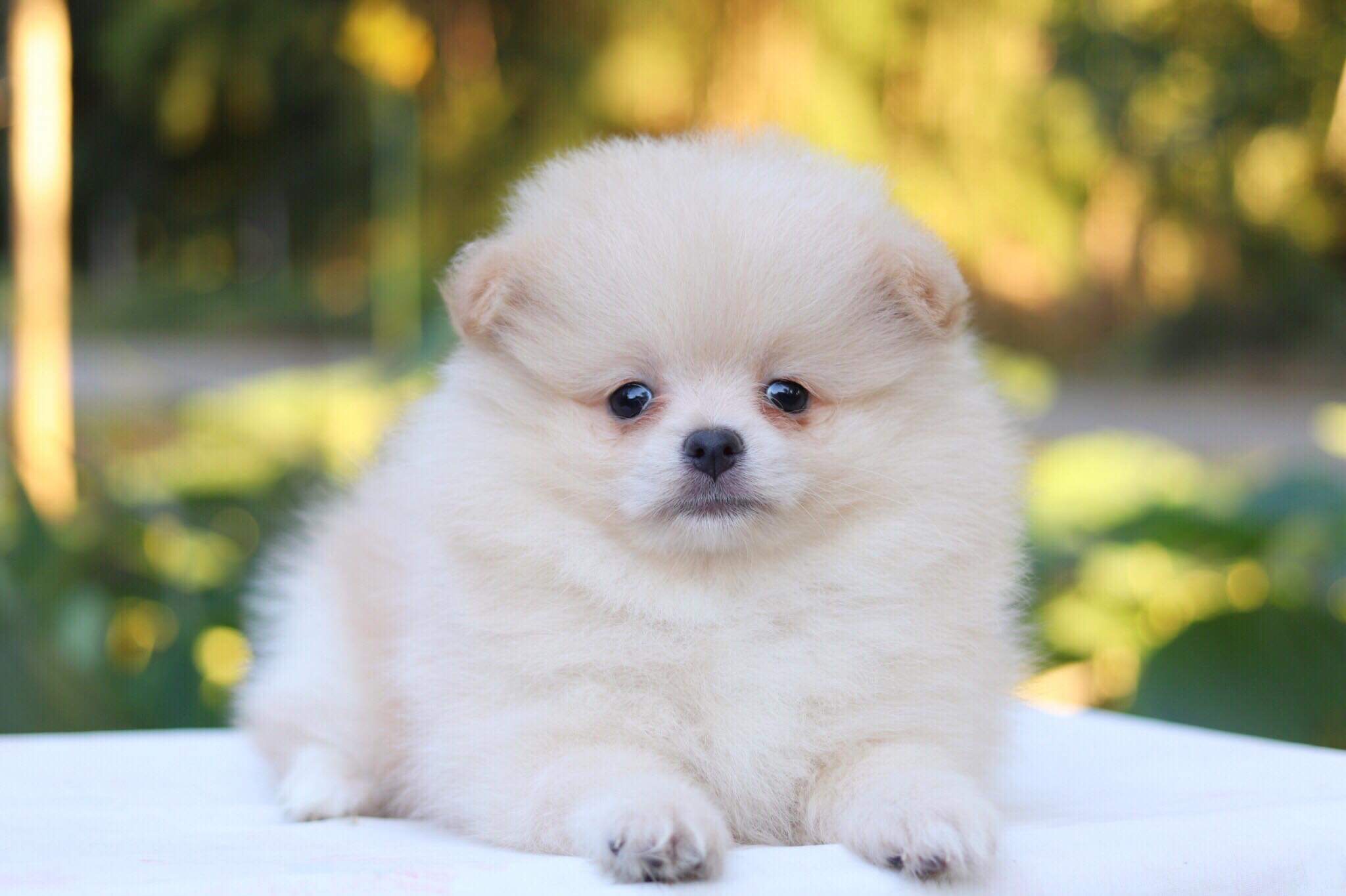 ปอมเมอเรเนียน เพศเมีย