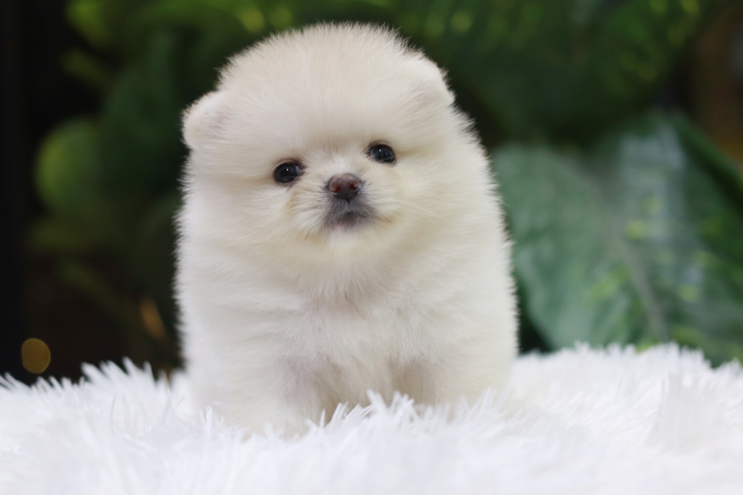 ปอมเมอเรเนียน เพศเมียขาวครีม