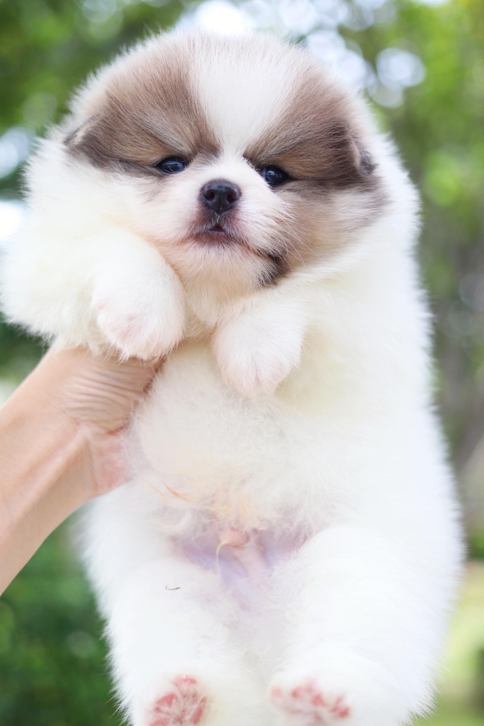 ปอมเมอเรเนียน เพศผู้ สีแฟนซี