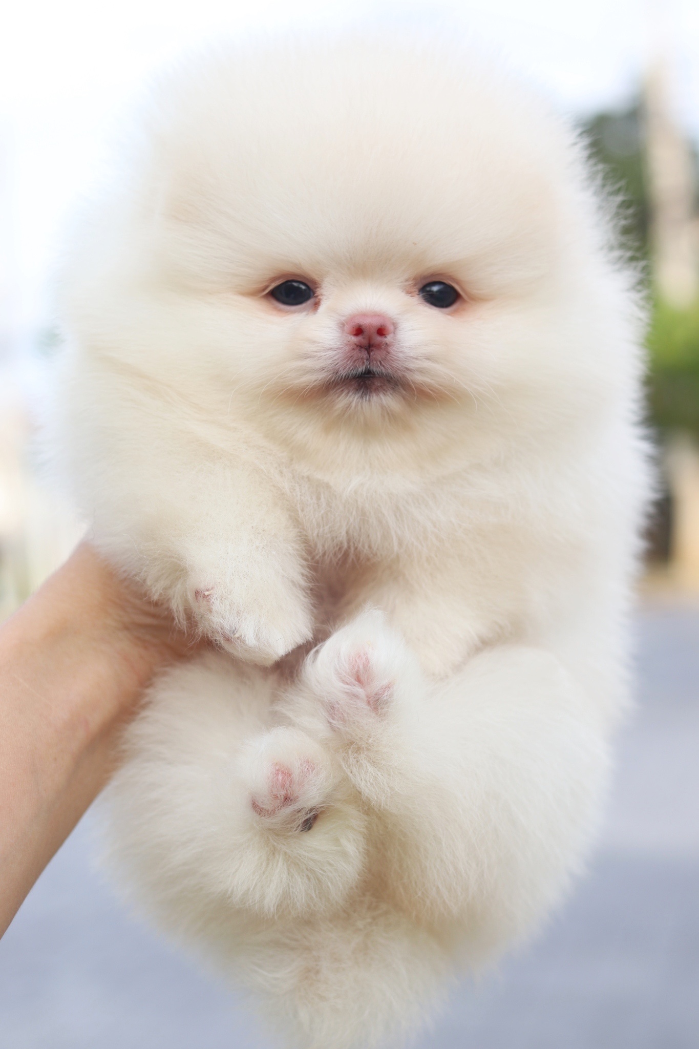 ปอมเมอเรเนียน เพศเมียสีขาวครีมเกรดโชว์