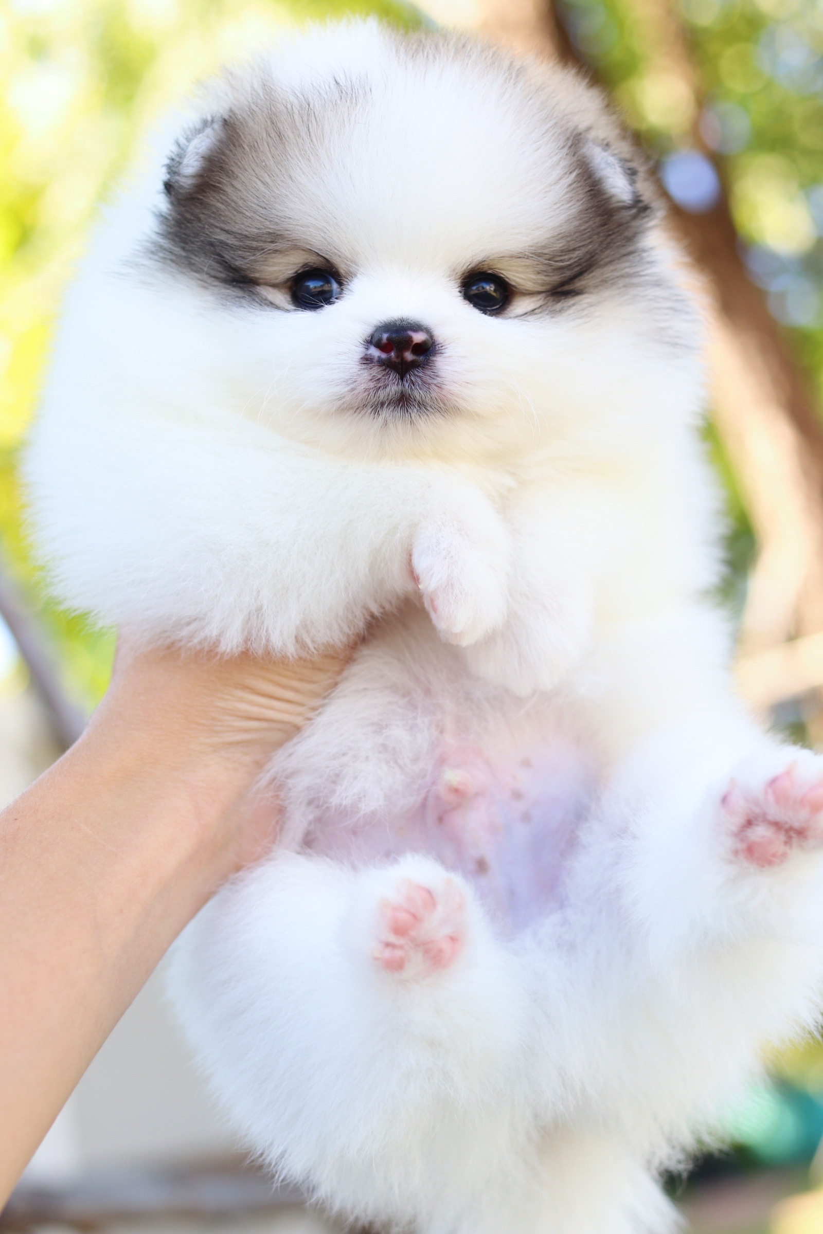 ปอมเมอเรเนียน เพศผู้ สีแฟนซีเกรดโชว์