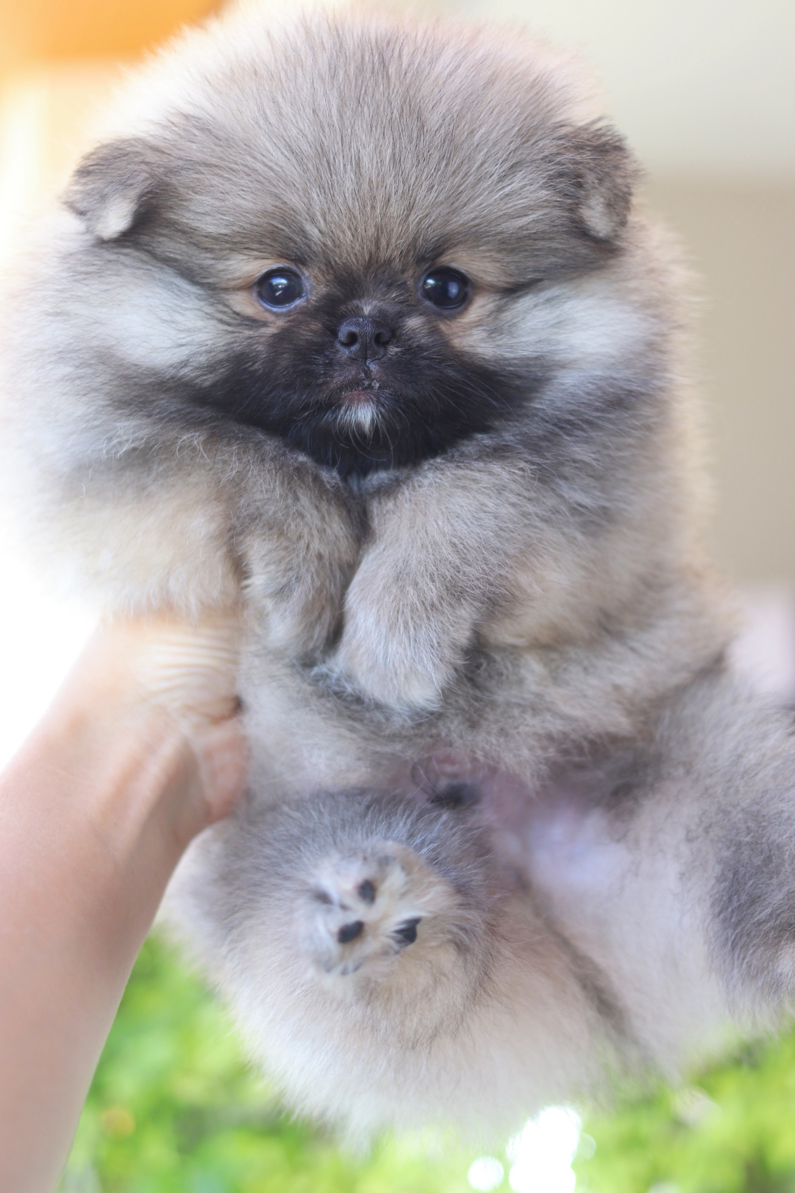 ปอมเมอเรเนียน เพศผู้สีส้ม