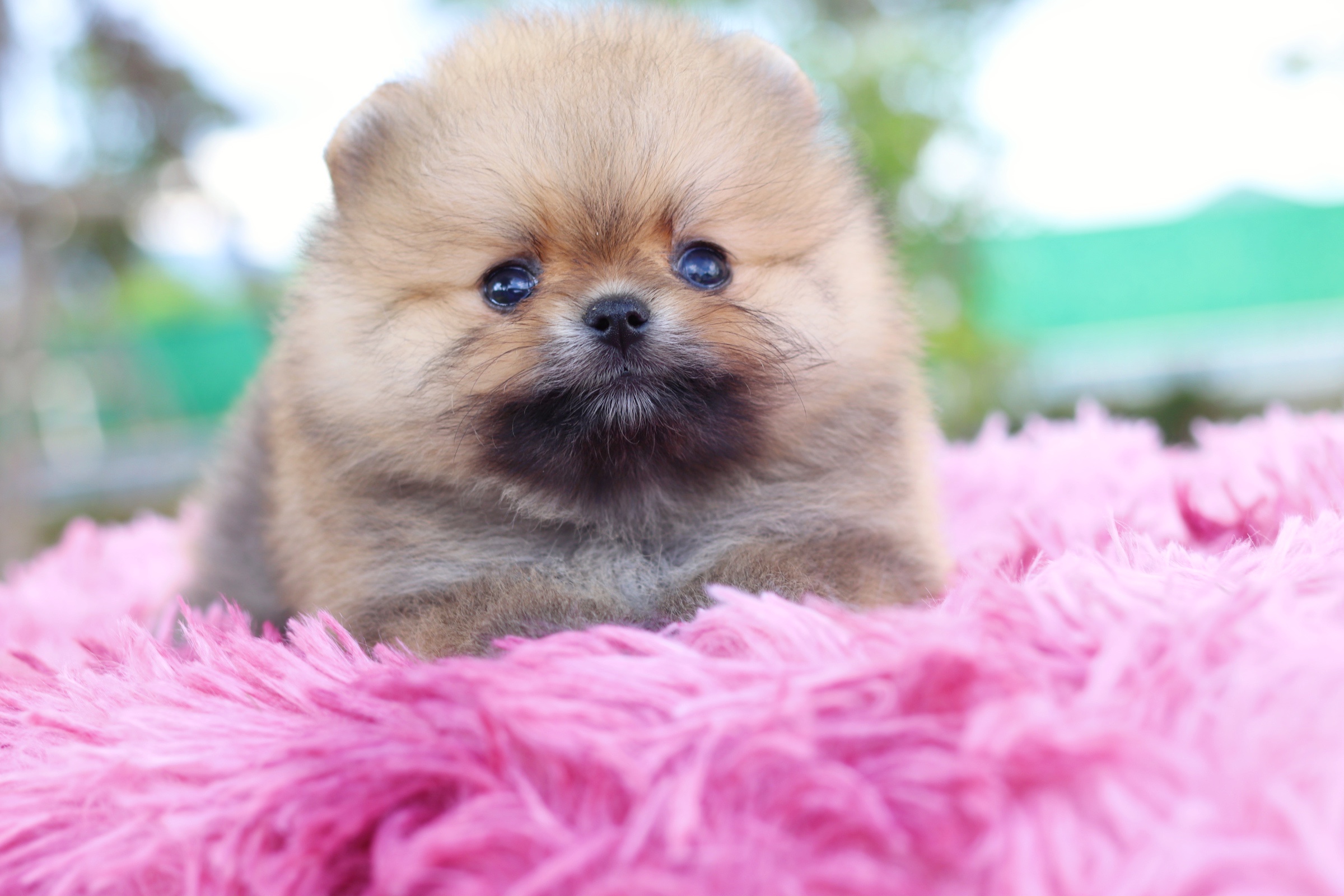 ปอมเมอเรเนียน เพศเมียสีส้มเกรดโชว์