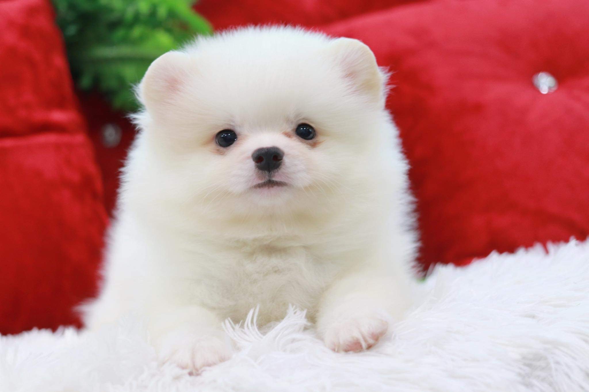 ปอมเมอเรเนียน เพศผู้สีขาว