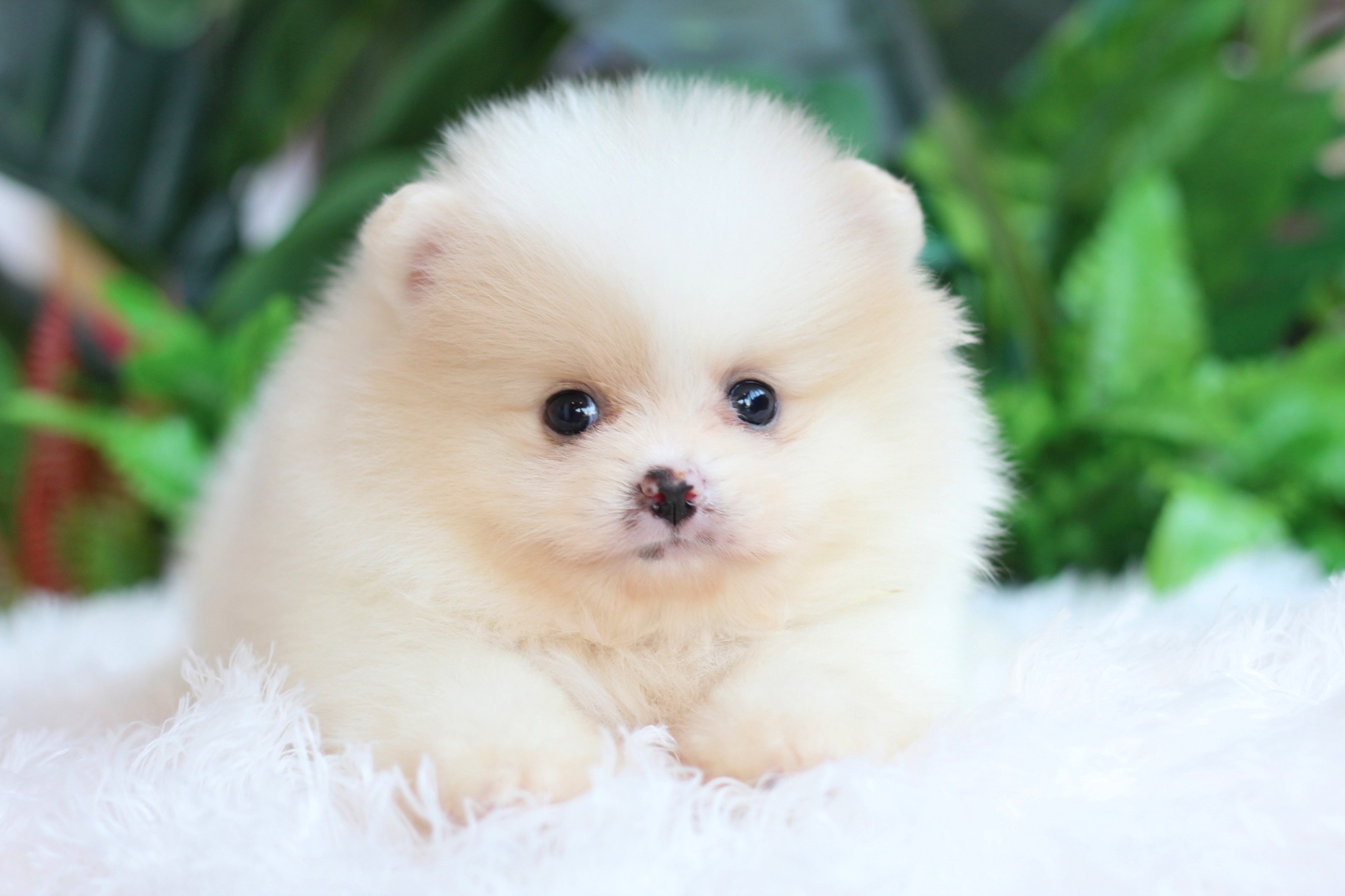 ปอมเมอเรเนียน เพศผู้ ขาวครีม