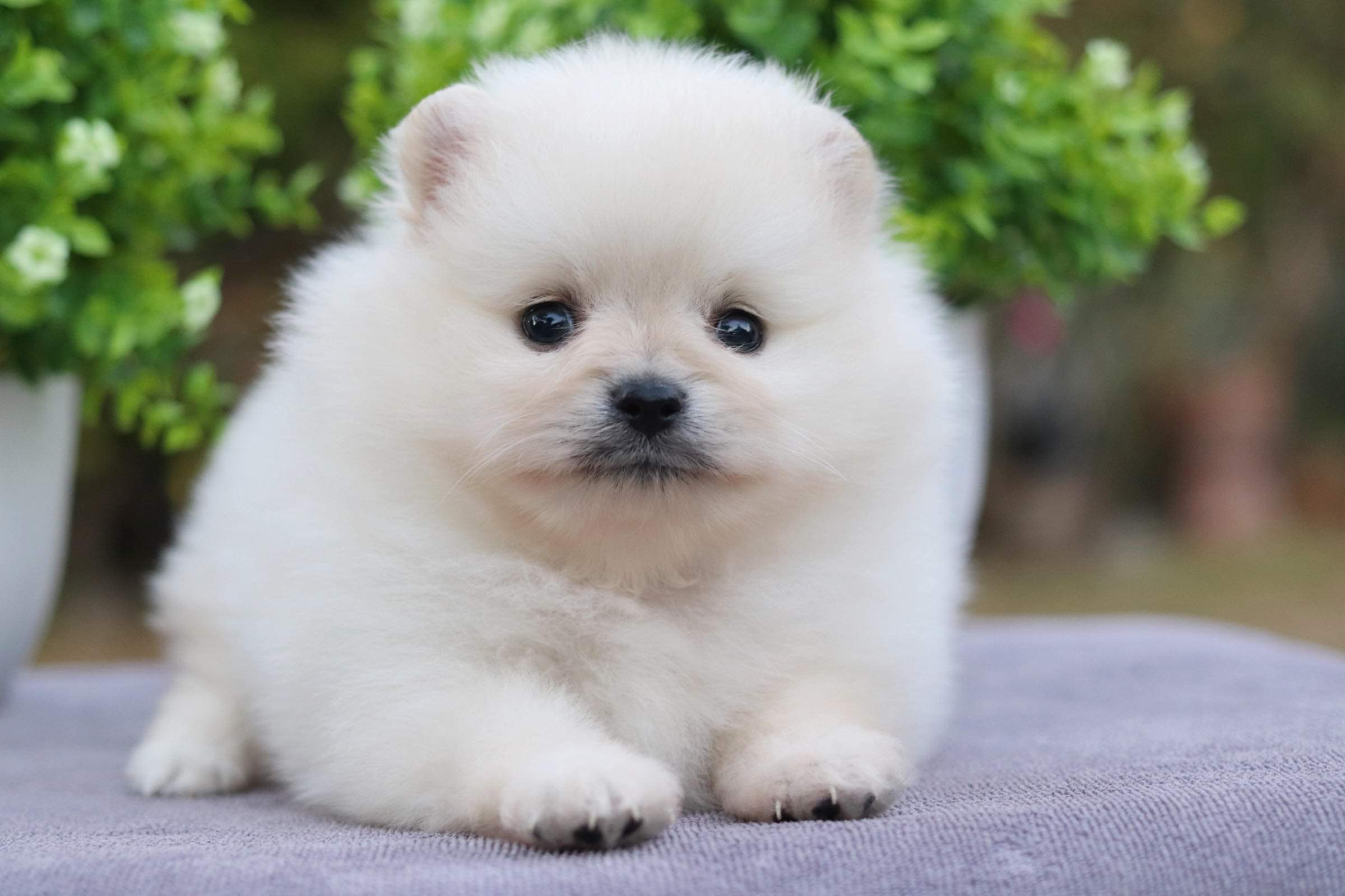 ปอมเมอเรเนียน เพศผู้