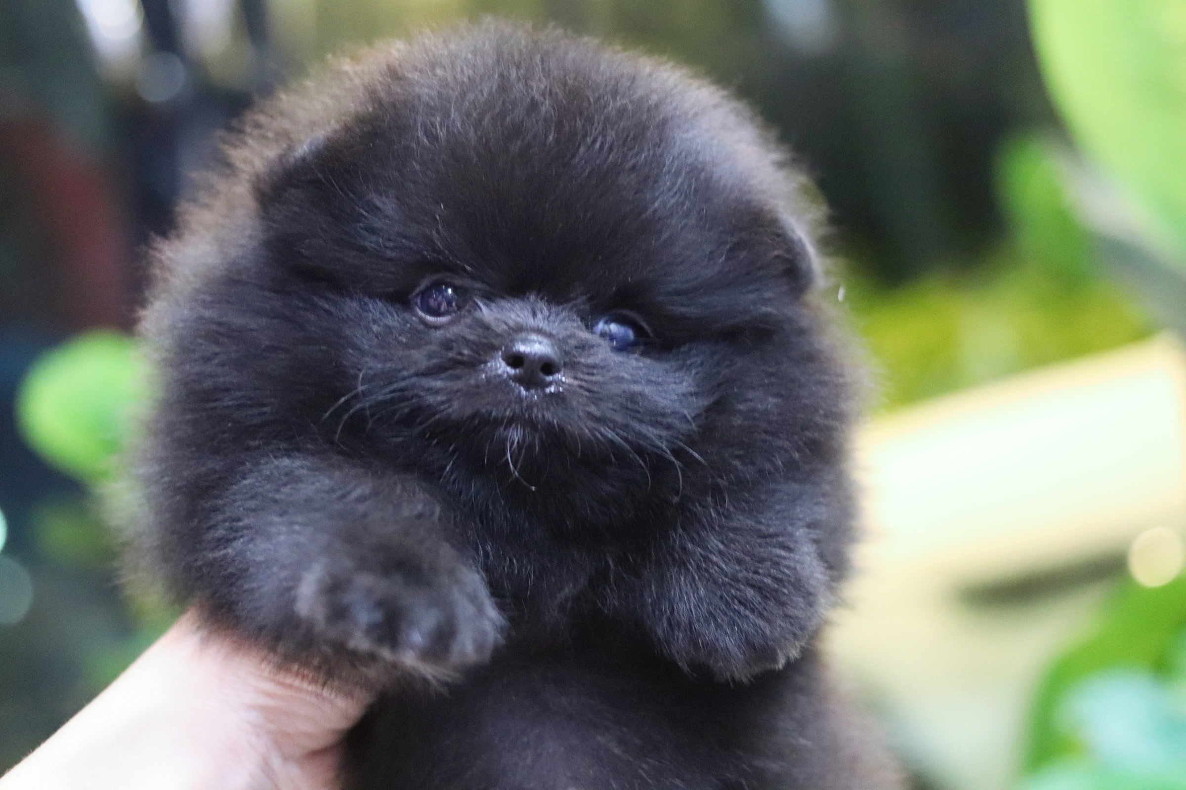 ปอมเมอเรเนียน เพศผู้ สีดำ