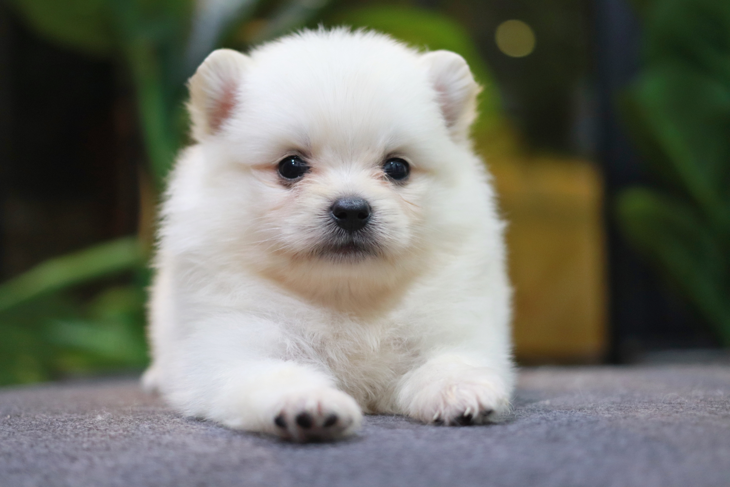 ปอมเมอเรเนียน เพศผู้ ไซส์ปกติหน้าฟ็อก