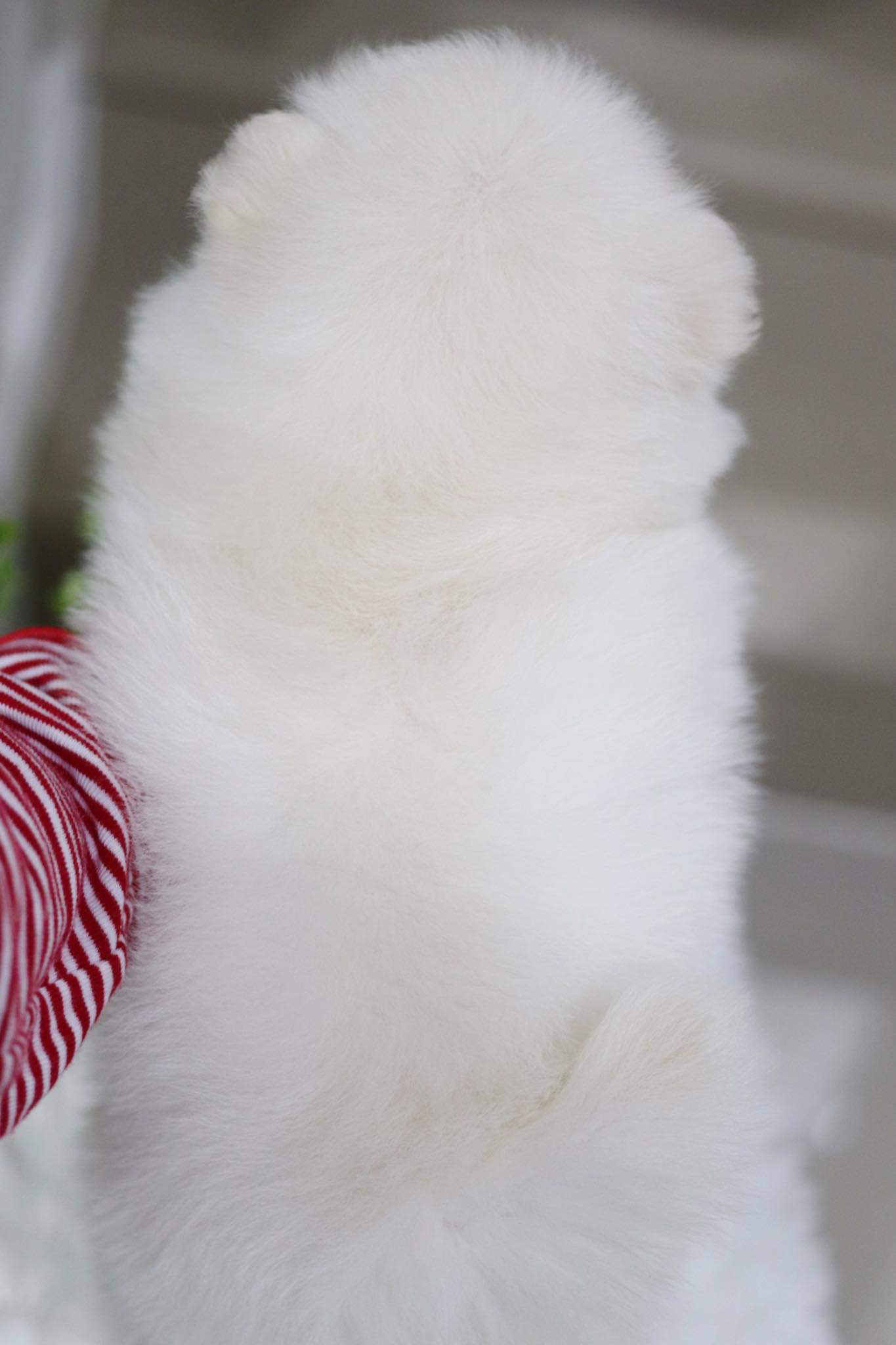 ปอมเมอเรเนียน เพศเมีย