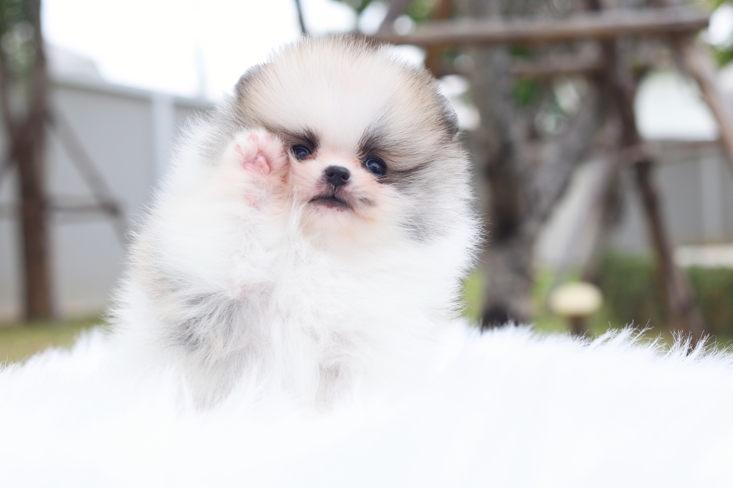 ปอมเมอเรเนียน เพศเมีย สีแฟนซี