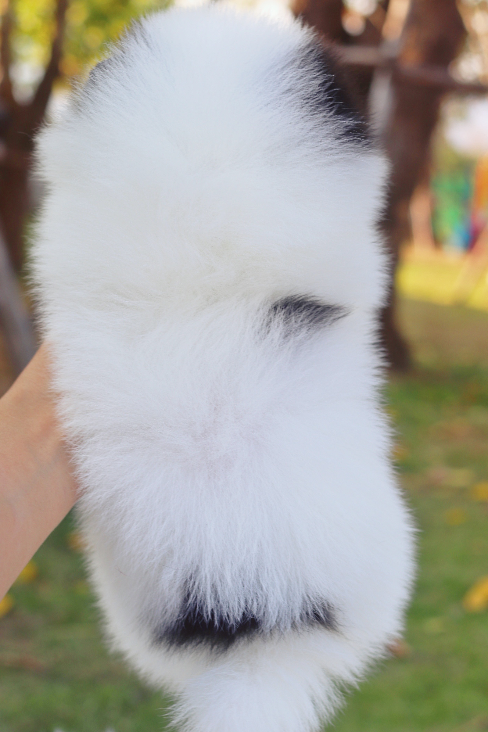 ปอมเมอเรเนียน เพศผู้สีแฟนซีแพนด้า