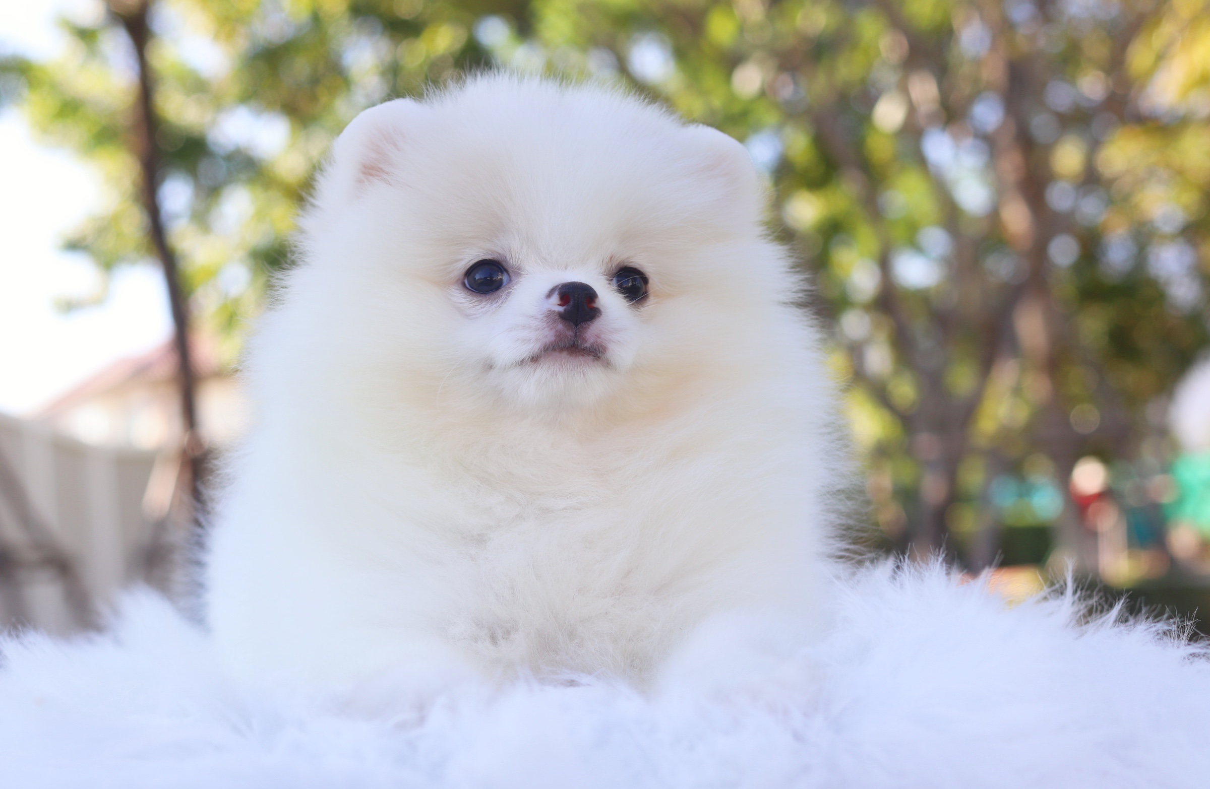 ปอมเมอเรเนียน เพศผู้ สีขาวครีม