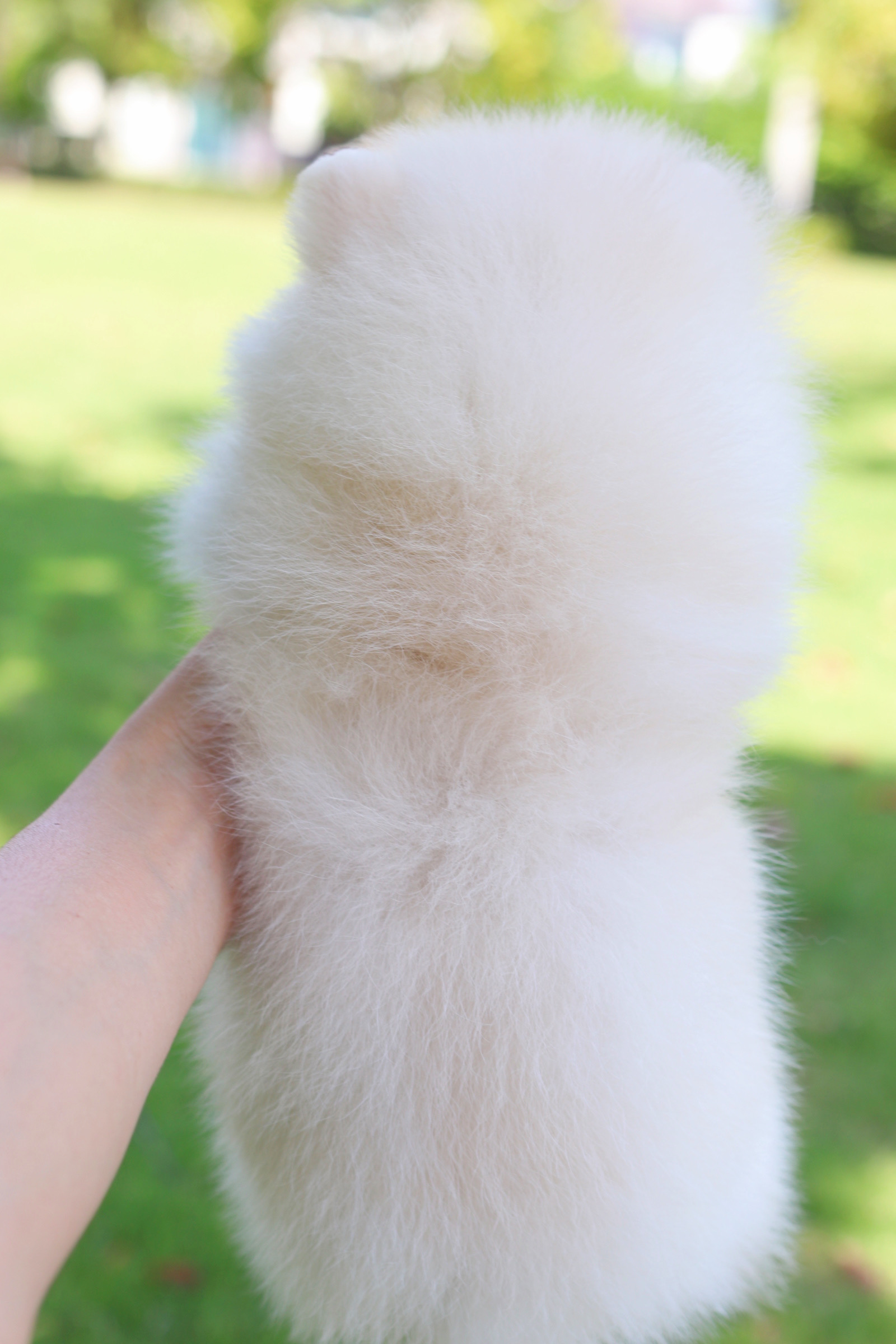 ปอมเมอเรเนียน เพศผู้ สีขาวครีม