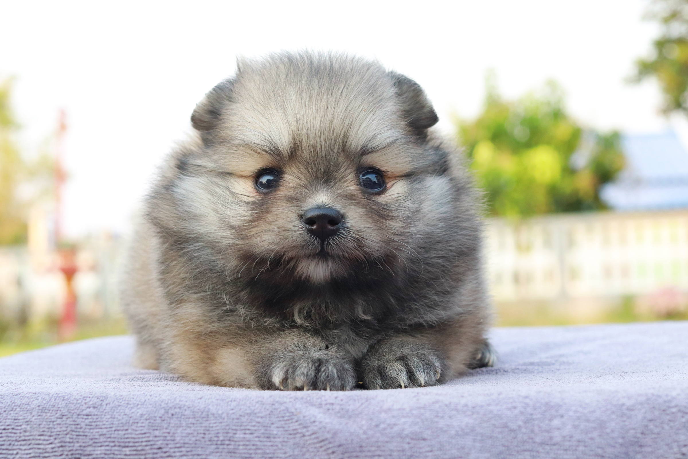 ปอมเมอเรเนียน เพศเมีย ส้ม