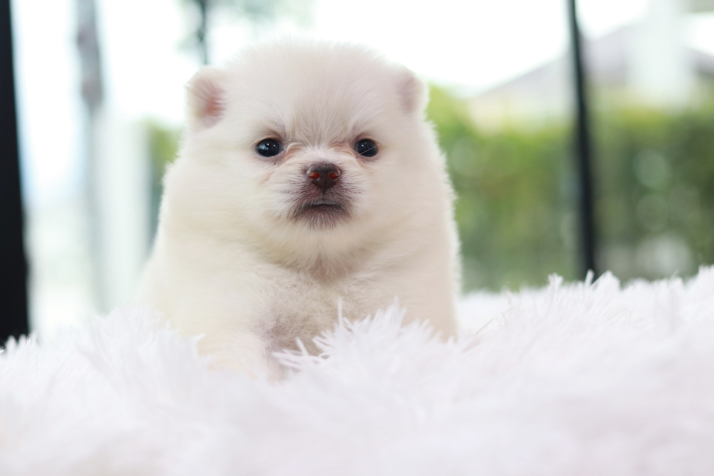 ปอมเมอเรเนียน เพศเมียสีขาวไซส์เล็ก