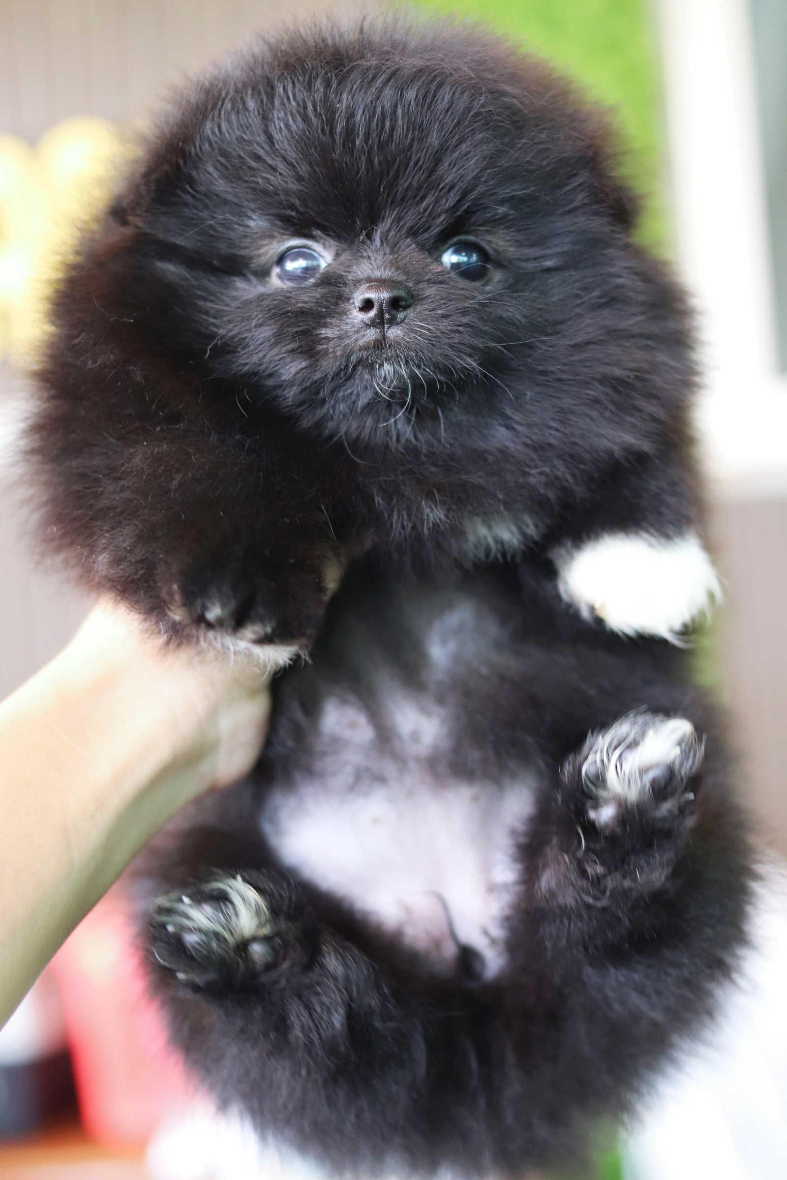 ปอมเมอเรเนียน เพศเมียสีดำ