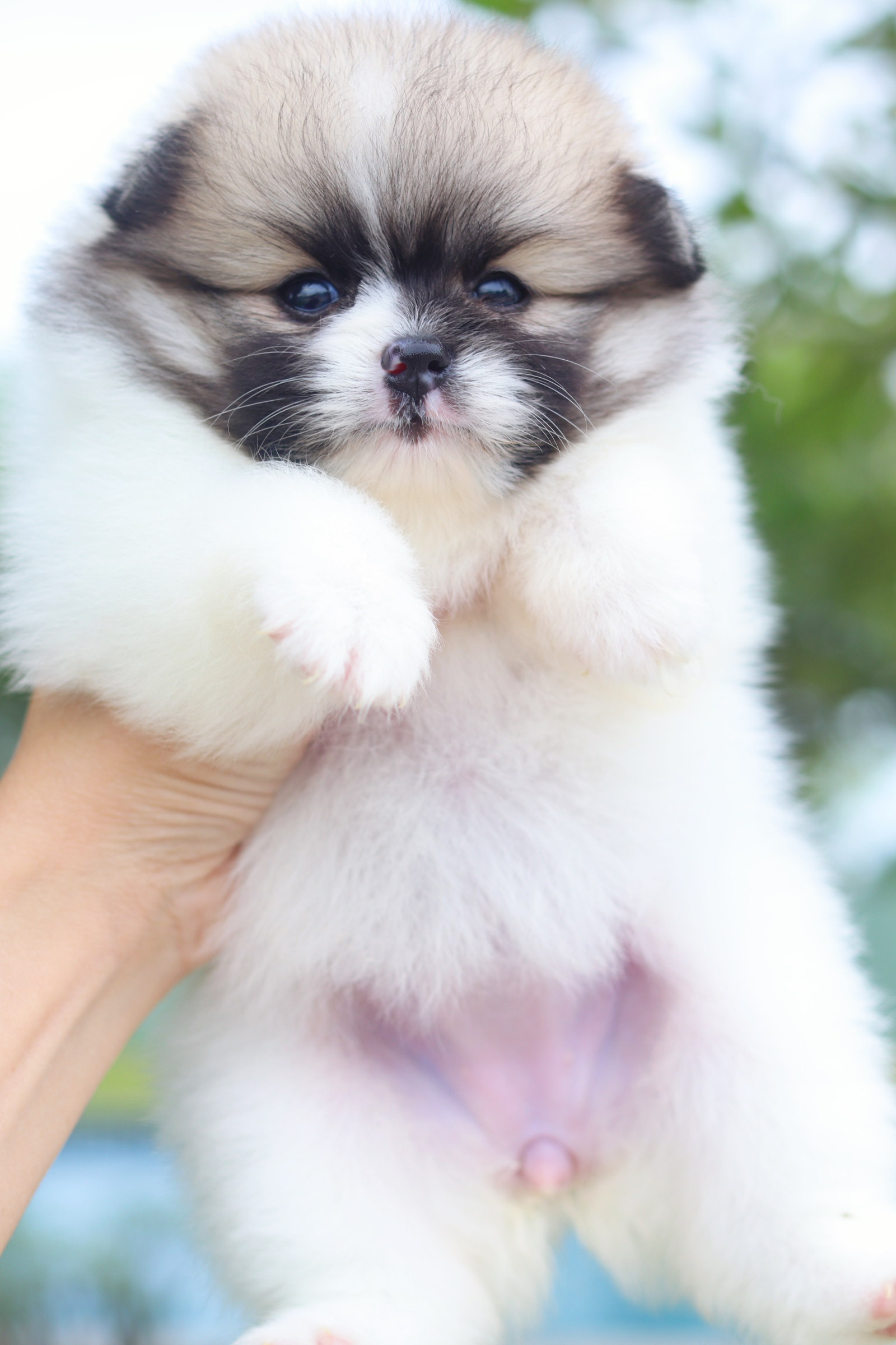 ปอมเมอเรเนียน เพศเมีย สีแฟนซี