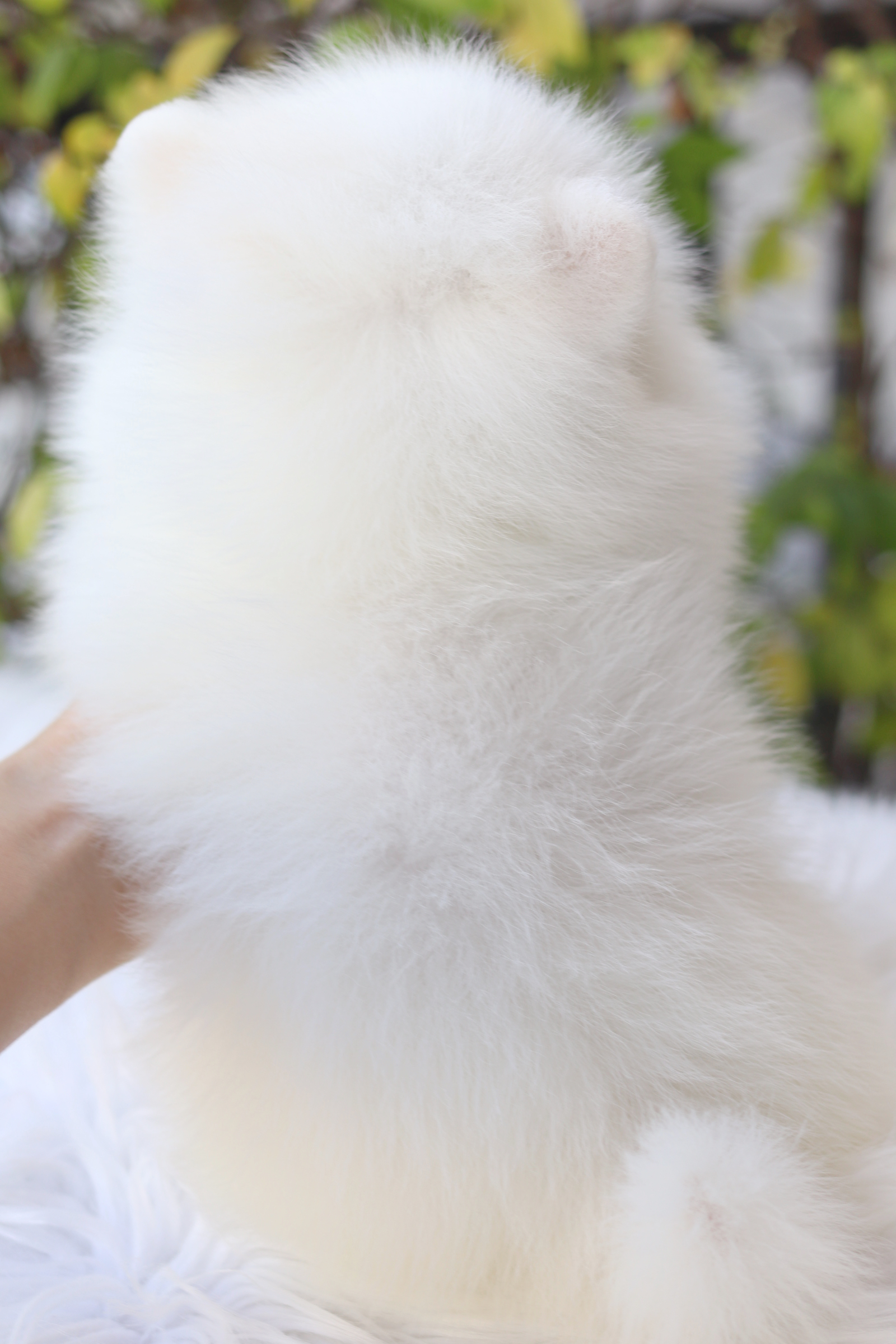 ปอมเมอเรเนียน เพศเมียสีขาวครีม