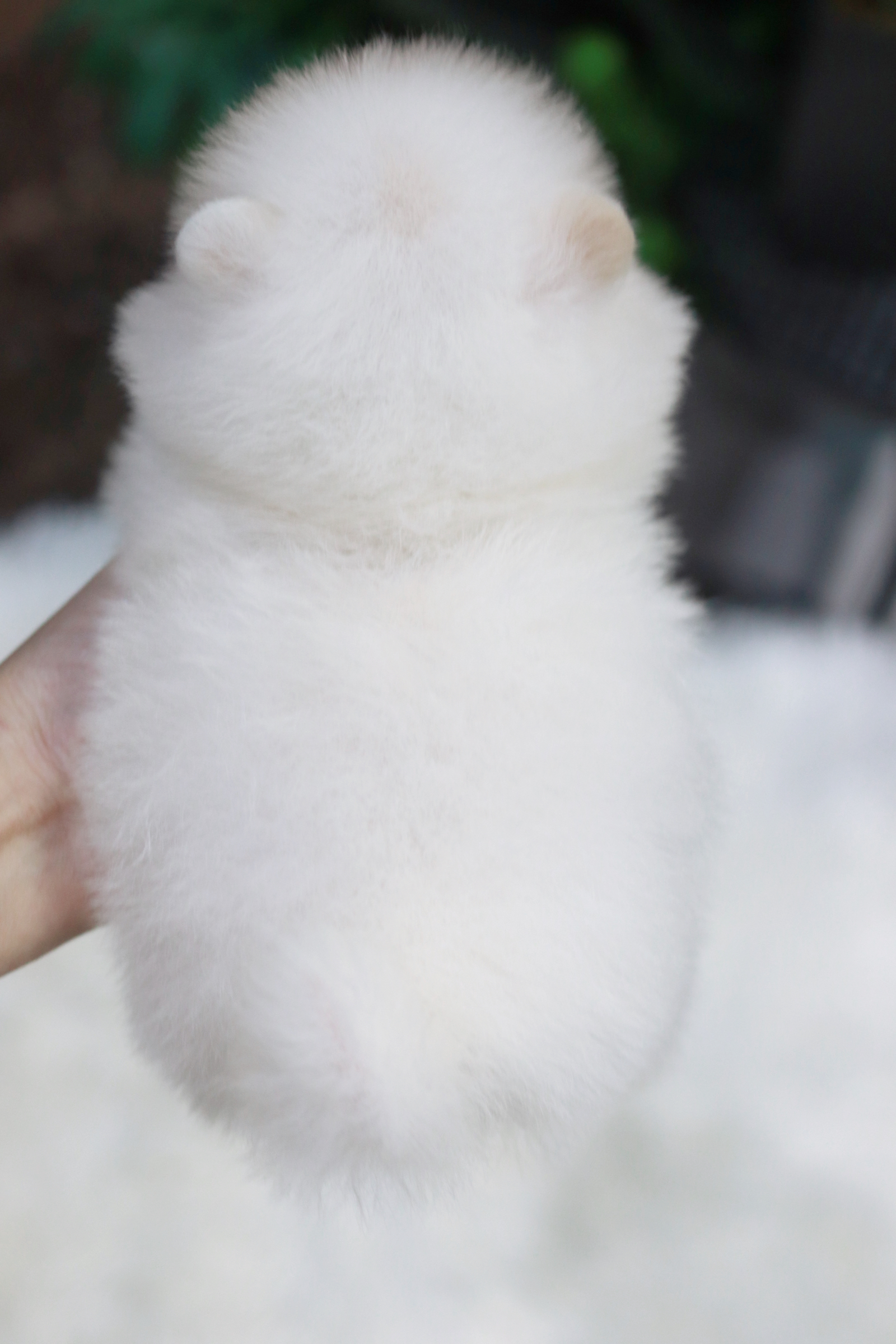 ปอมเมอเรเนียน เพศผู้ สีขาวไซส์เล็ก