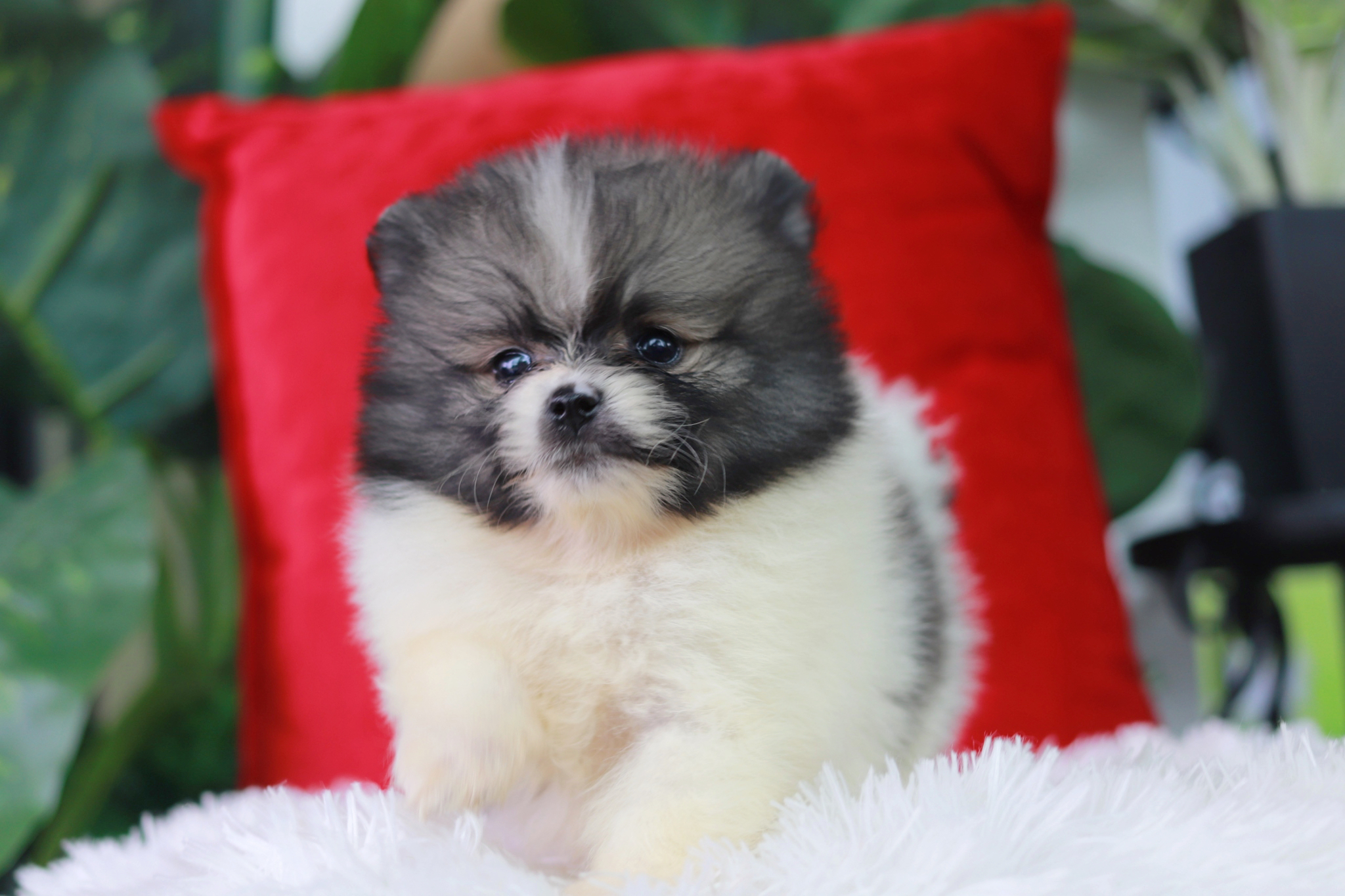 ปอมเมอเรเนียน เพศผู้ สีแฟนซีไซส์เล็ก