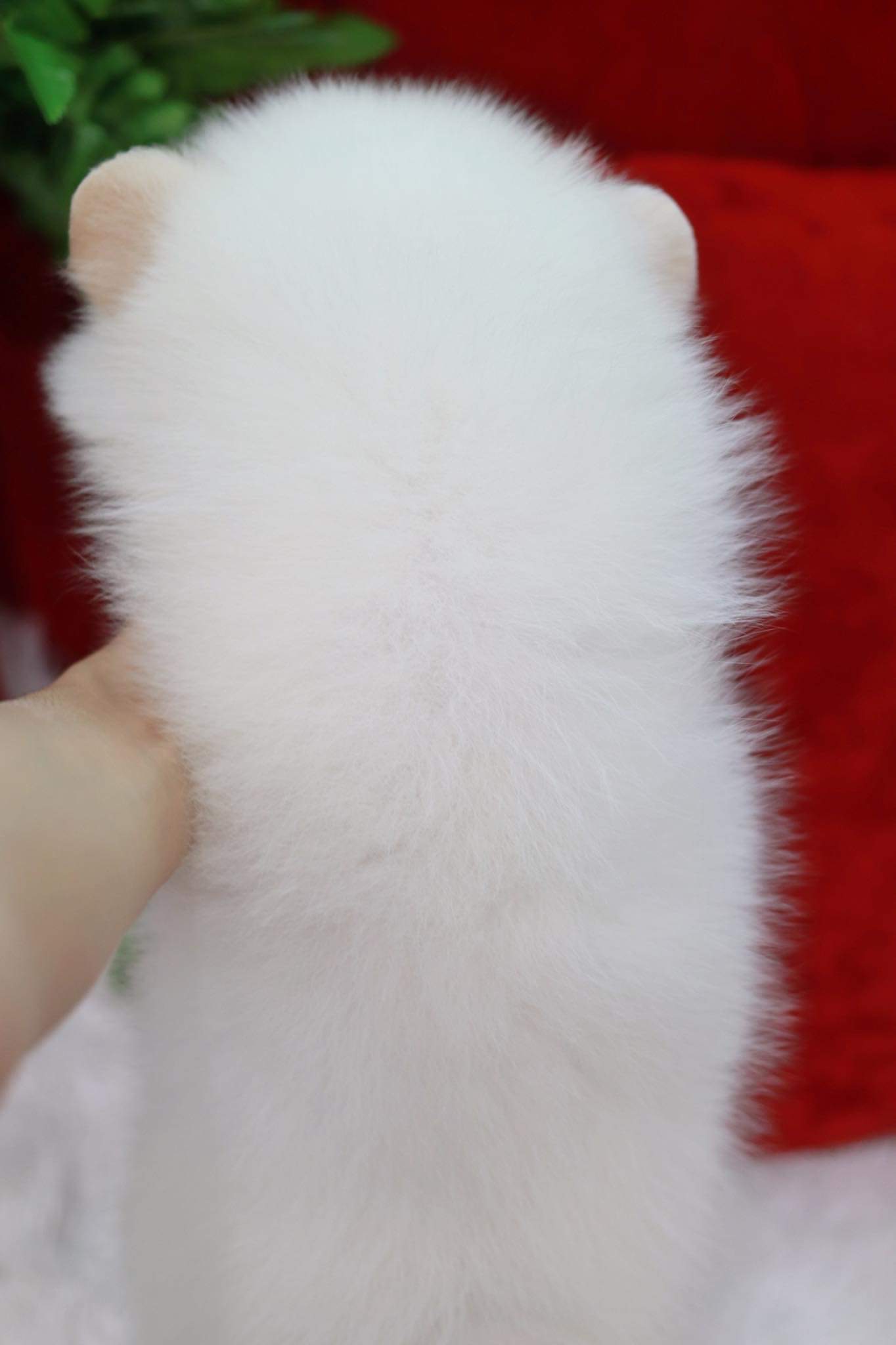 ปอมเมอเรเนียน เพศผู้สีขาว