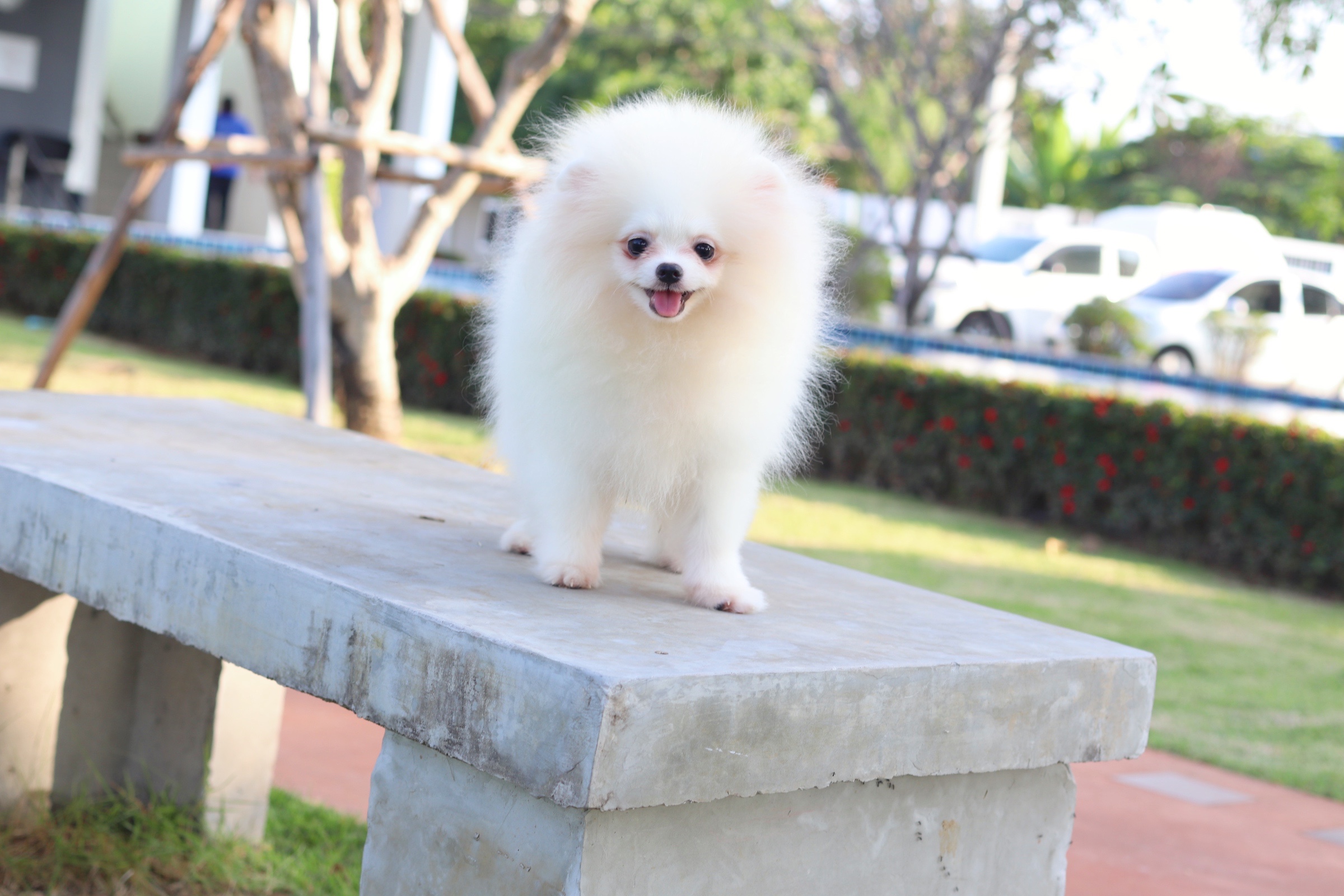 ปอมเมอเรเนียน เพศผู้ สีขาวครีม