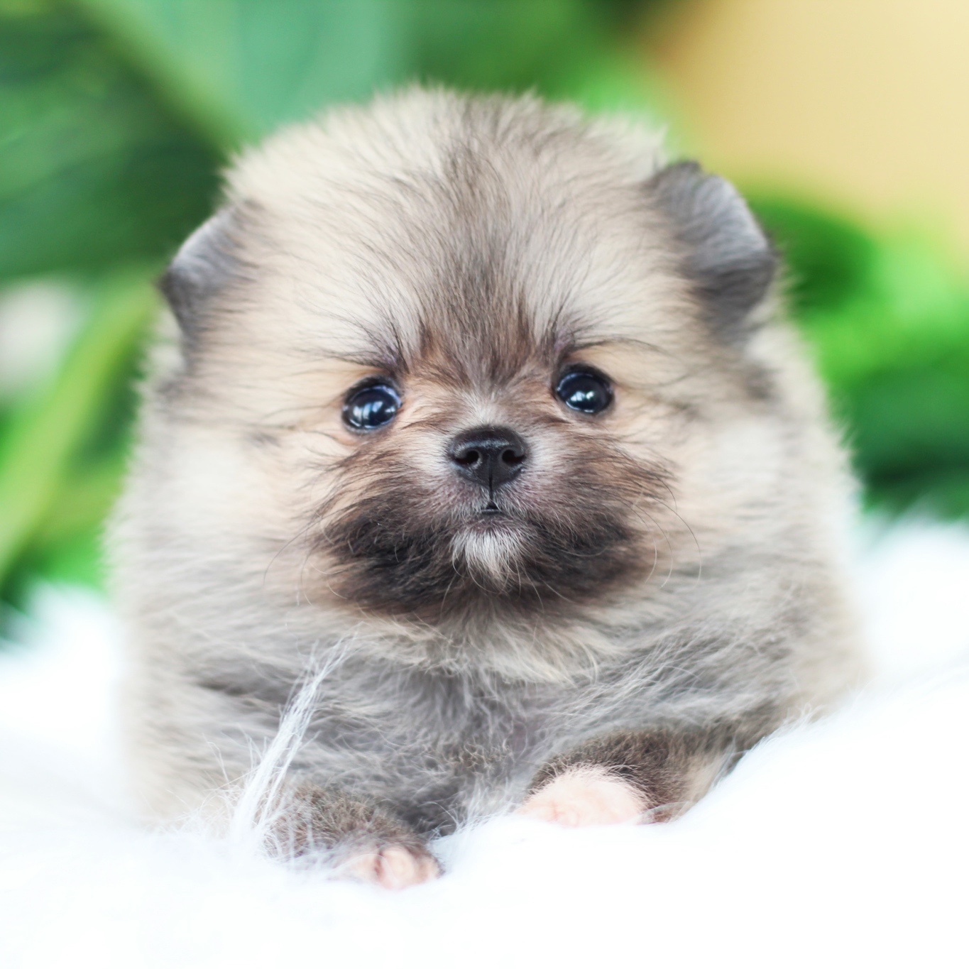 ปอมเมอเรเนียน เพศผู้ สีส้ม