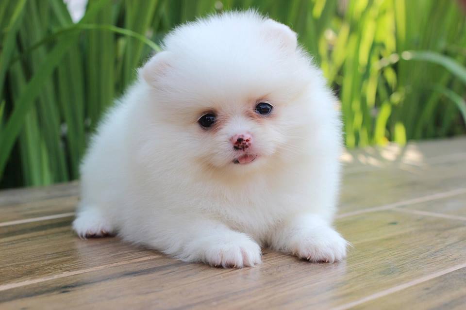 ปอมเมอเรเนียน เพศเมีย