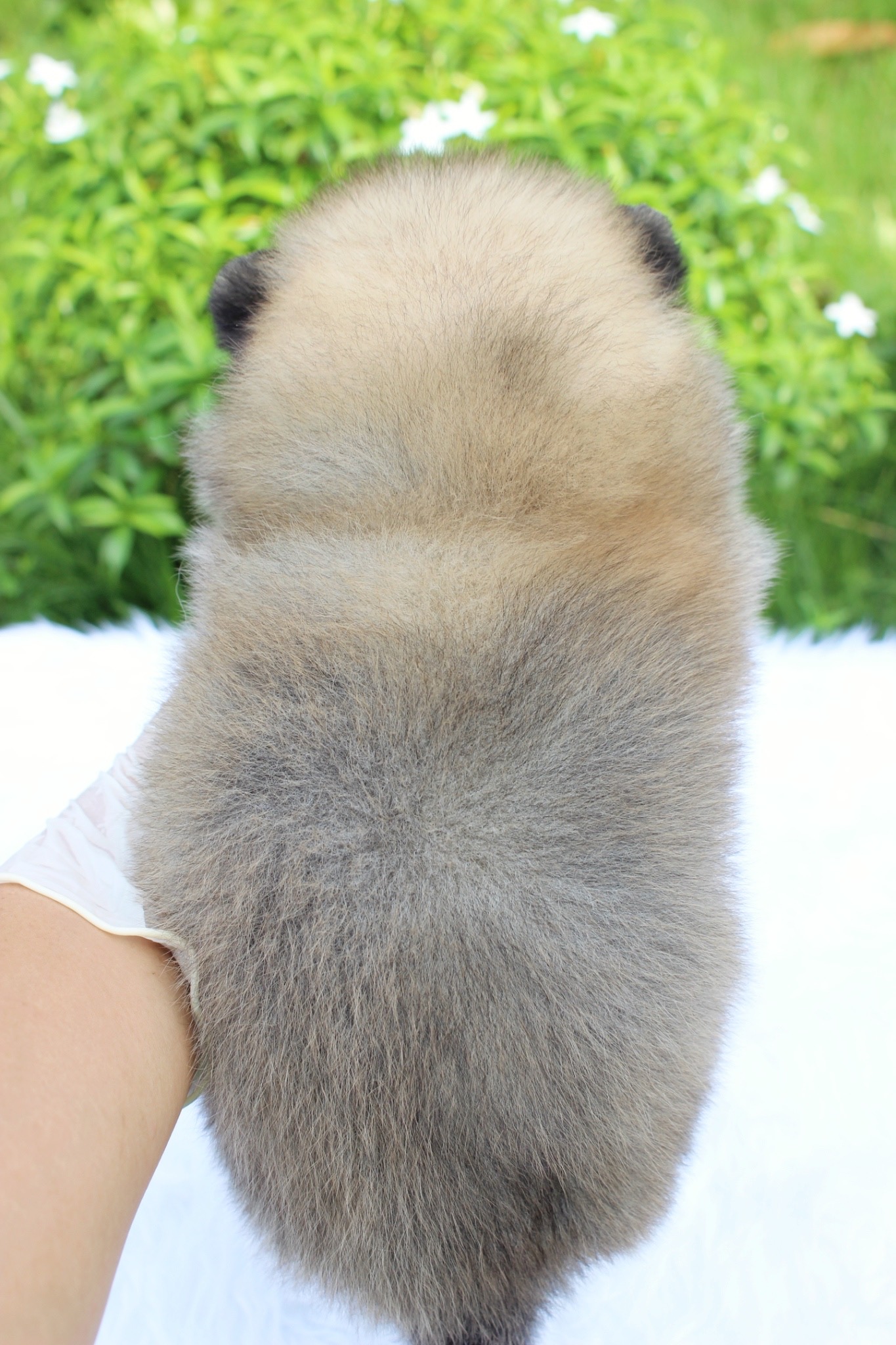 ปอมเมอเรเนียน เพศเมีย สีส้ม