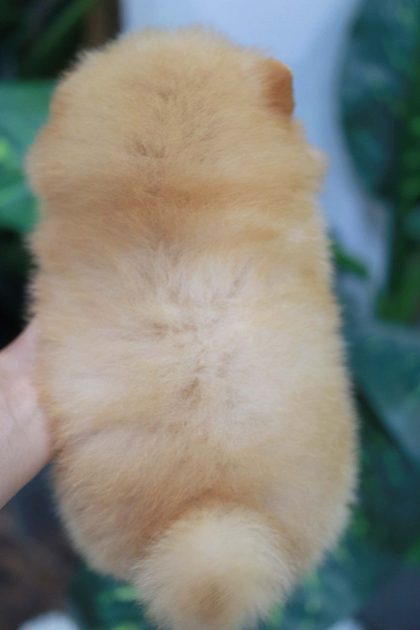 ปอมเมอเรเนียน เพศผู้ สีครีม