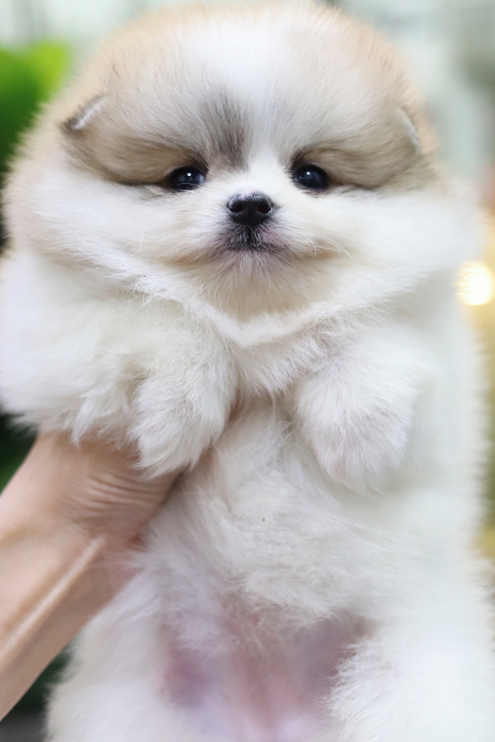 ปอมเมอเรเนียน เพศเมียแฟนซี