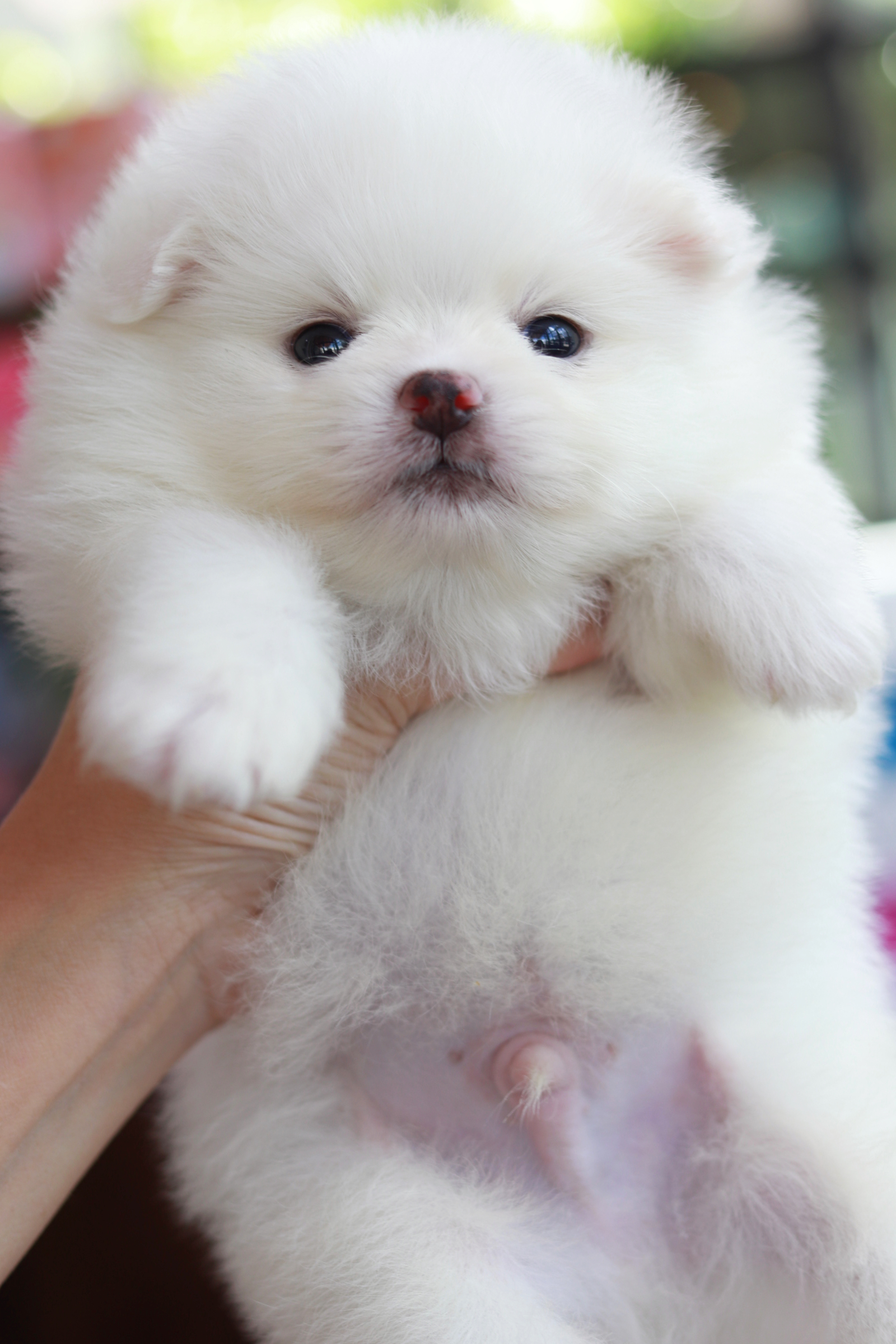 ปอมเมอเรเนียน เพศผู้ สีขาว