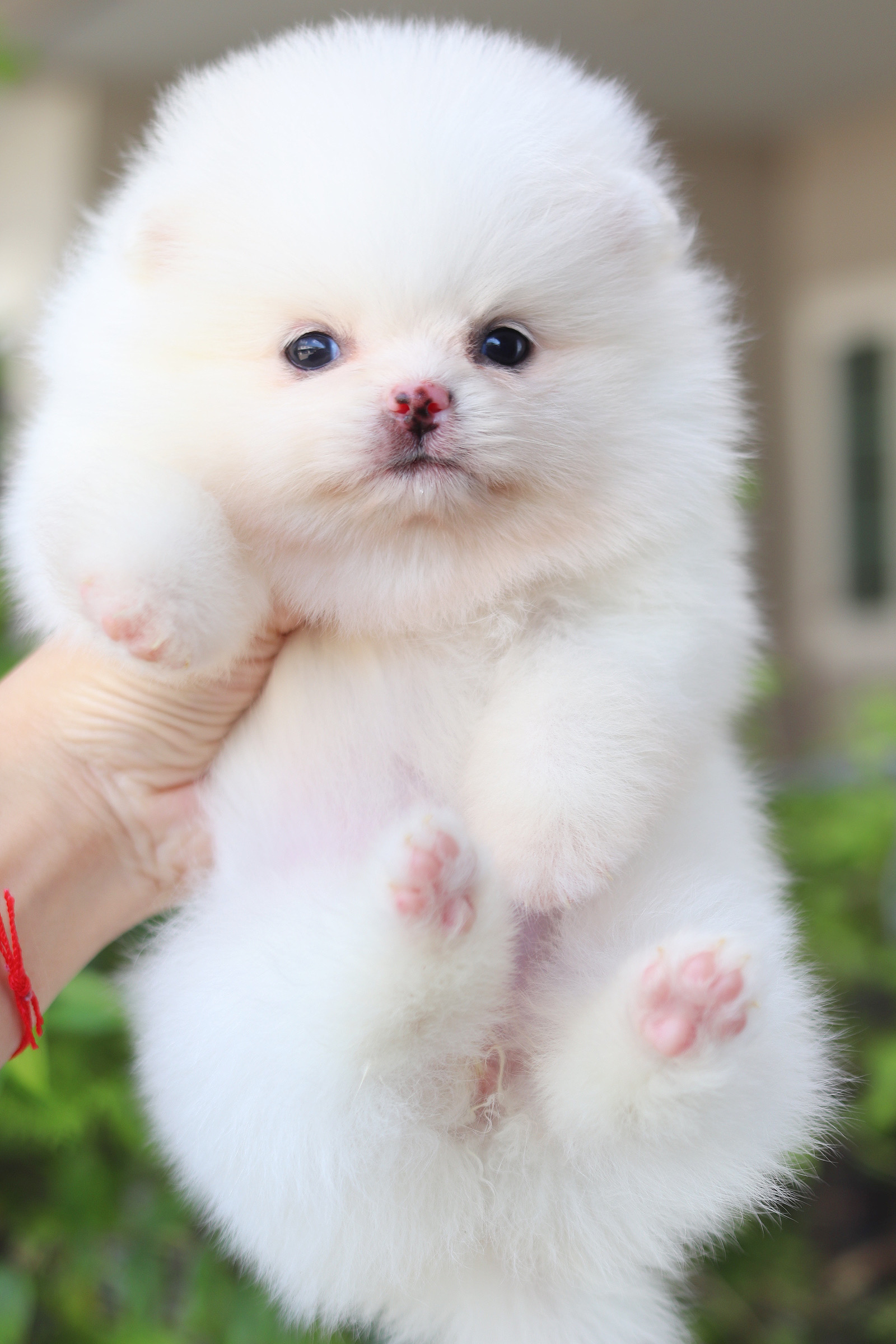 ปอมเมอเรเนียน เพศเมียสีขาว เกรดโชว์