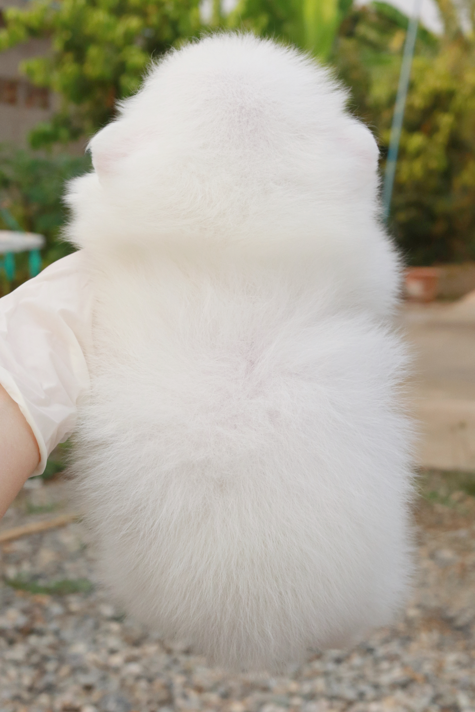 ปอมเมอเรเนียน เพศผู้ขาว