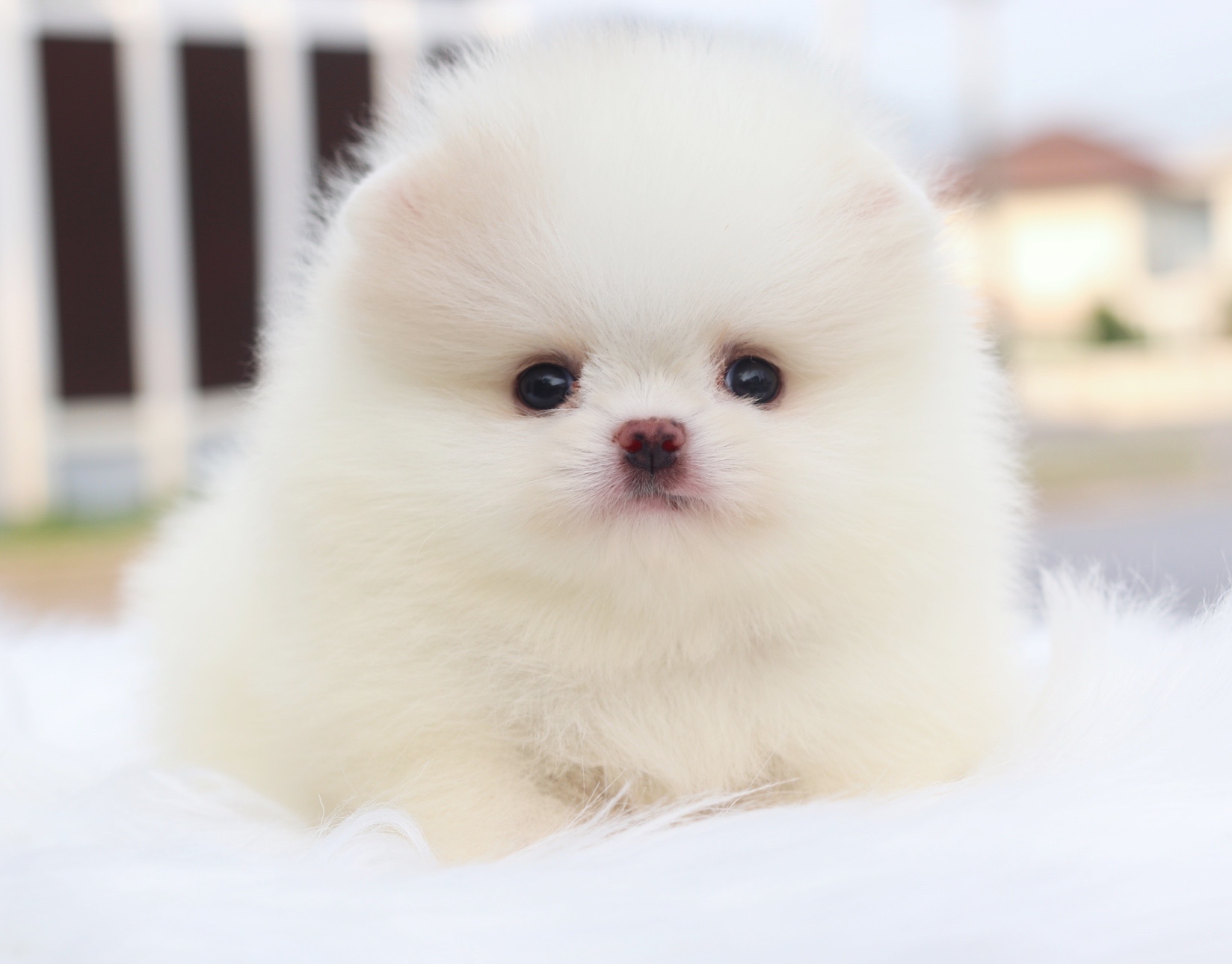 ปอมเมอเรเนียน เพศเมียสีขาวครีมเกรดโชว์ พร้อมใบเพ็ดเต็มใบ