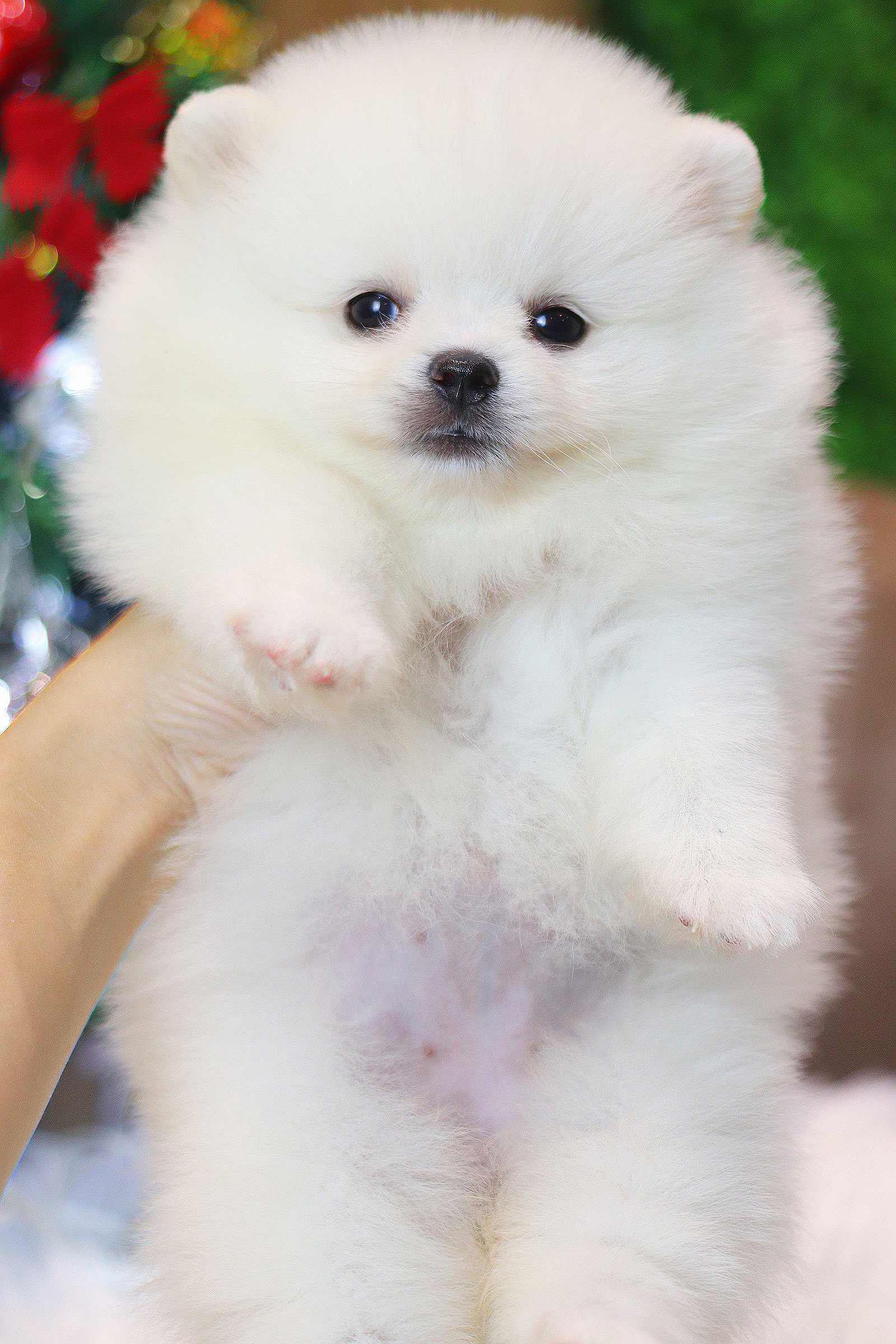 ปอมเมอเรเนียน เพศเมีย สีขาวครีมเกรดโชว์