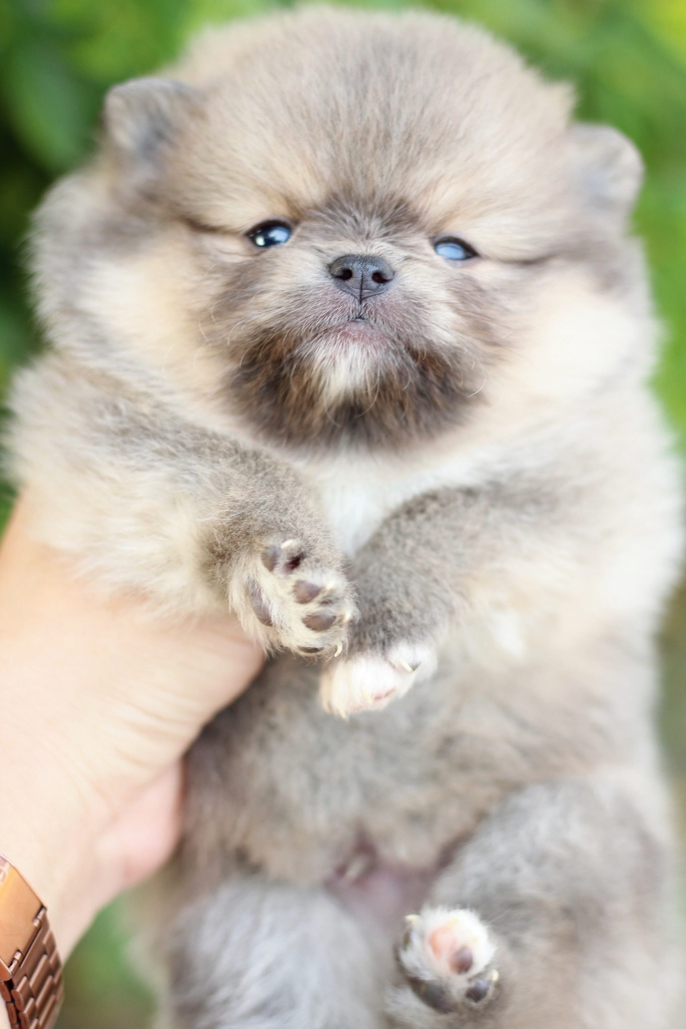 ปอมเมอเรเนียน เพศผู้ ไซส์เล็ก