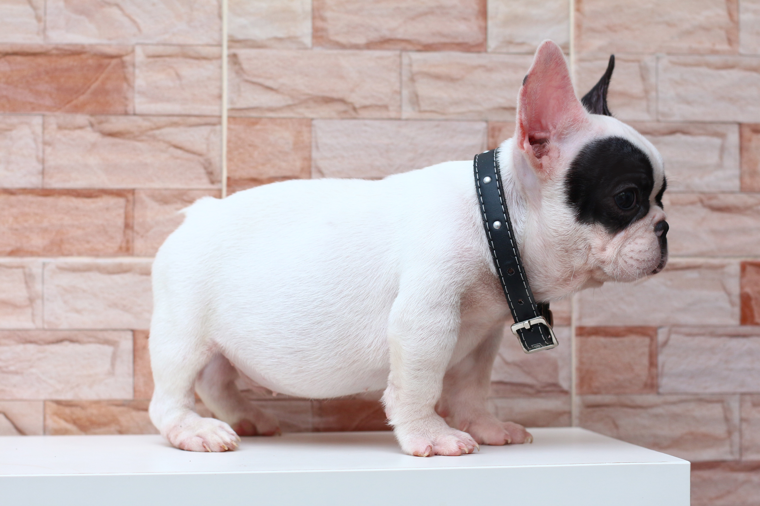 เด็กชายจั่นเจา หน้าตาน่ารัก ตัวเล็กๆขาสั้น ขี้อ้อนมากๆ