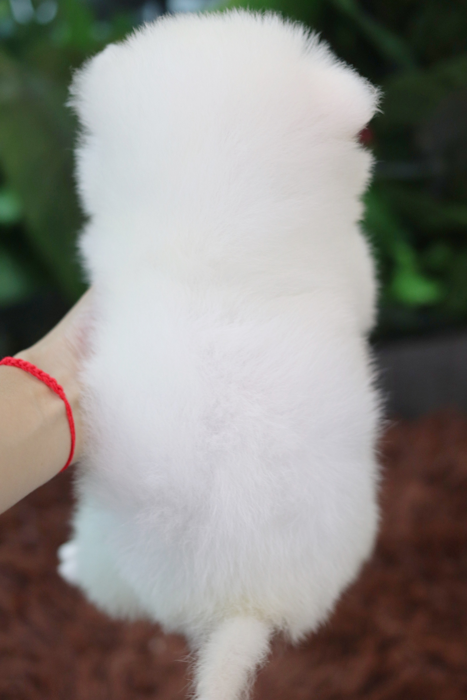 ปอมเมอเรเนียน เพศผู้ เกรดเลี้ยงเล่นสีขาว