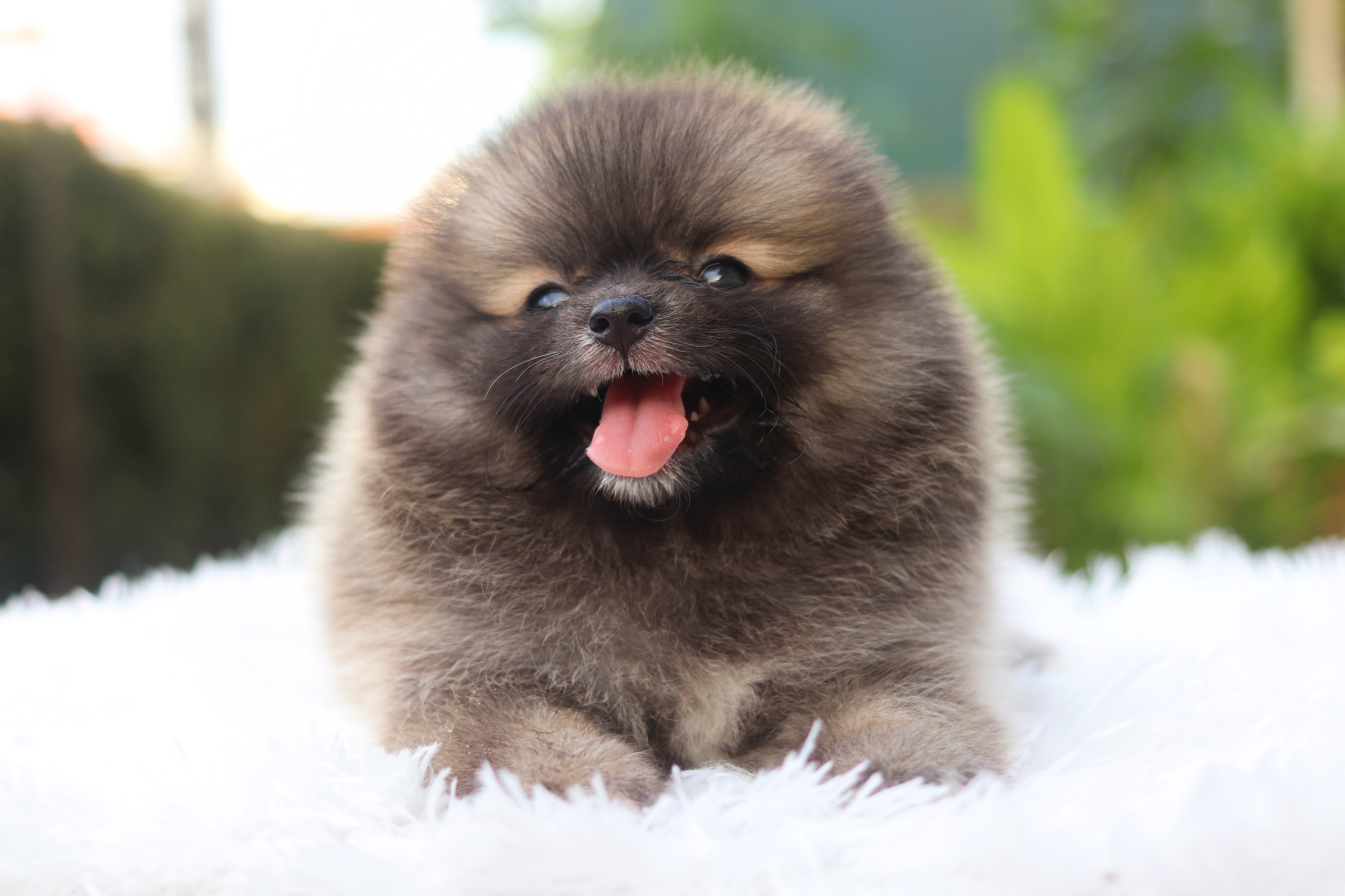 ปอมเมอเรเนียน เพศผู้ สีส้ม