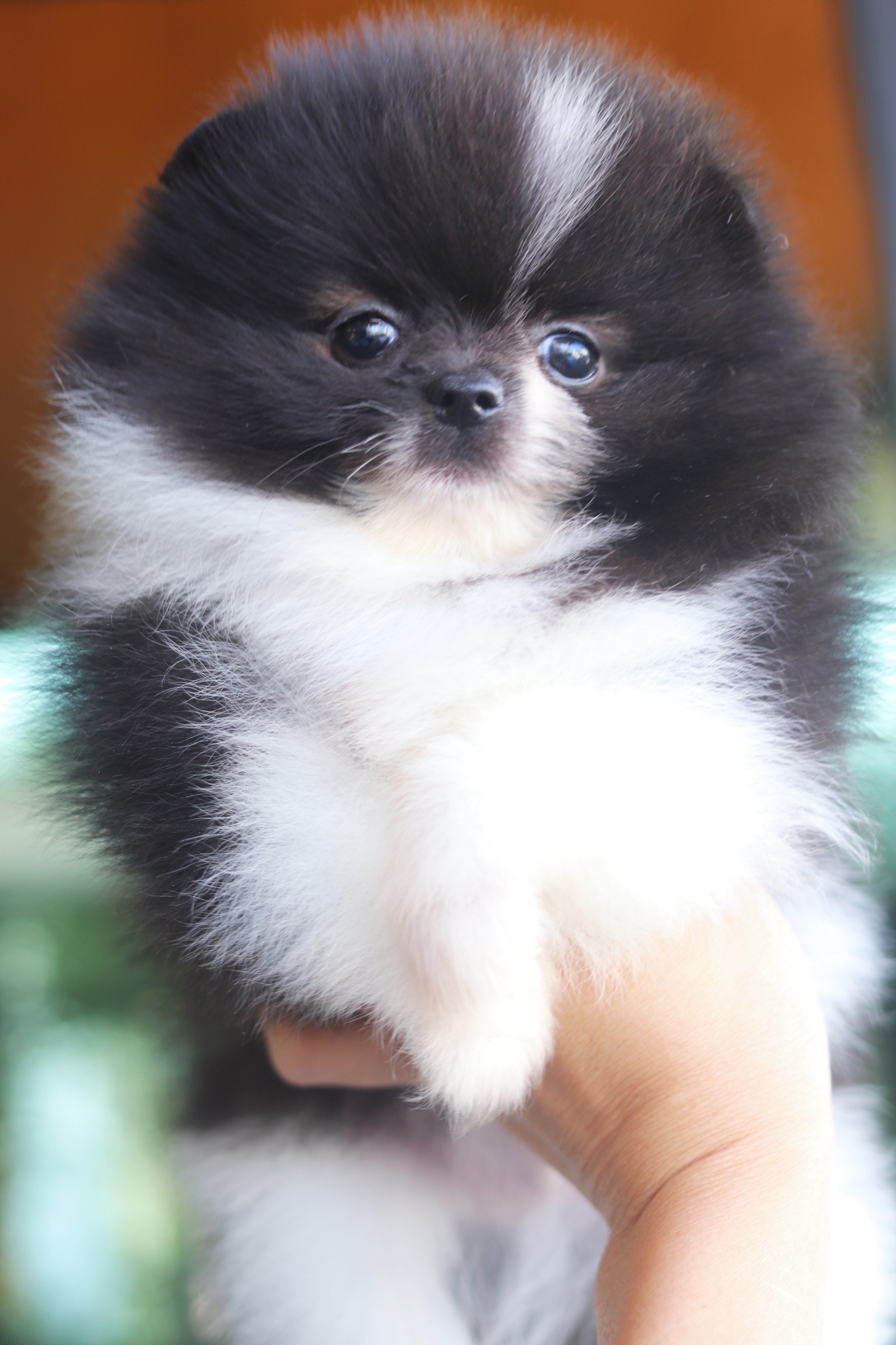 ปอมเมอเรเนียน เพศผู้สีแฟนซี