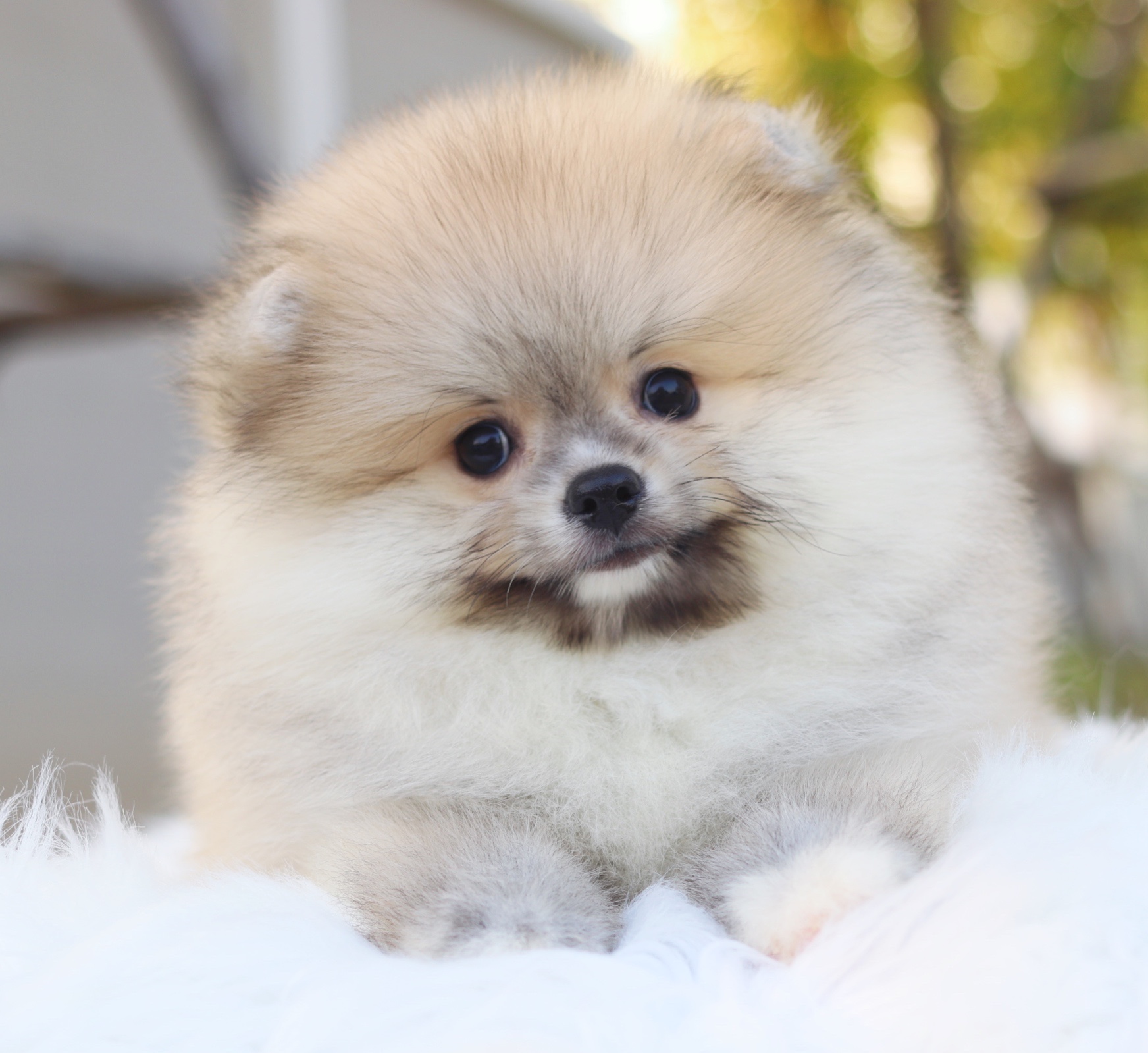 ปอมเมอเรเนียน เพศผู้สีส้ม