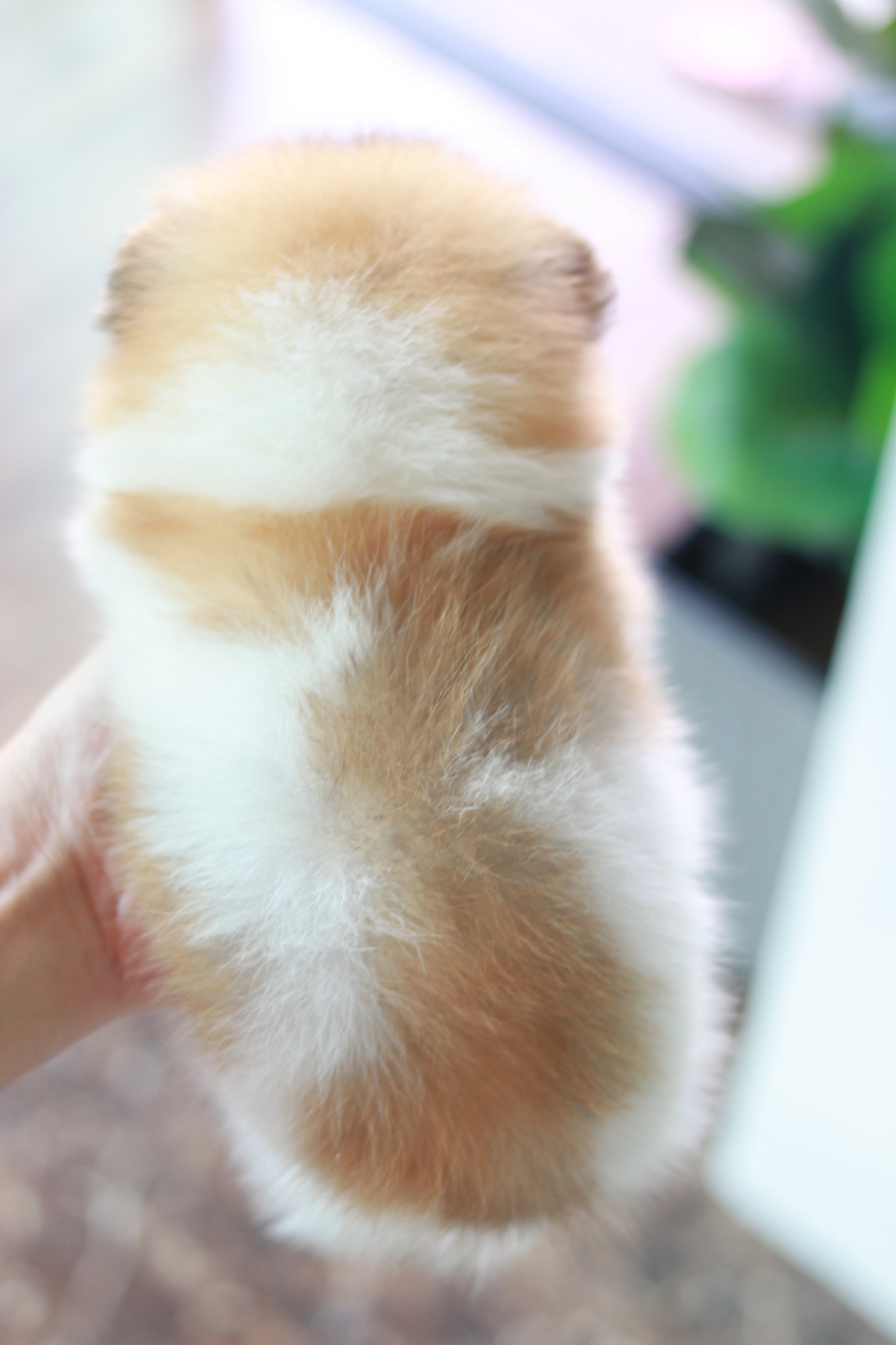 ปอมเมอเรเนียน เพศเมียแฟนซี