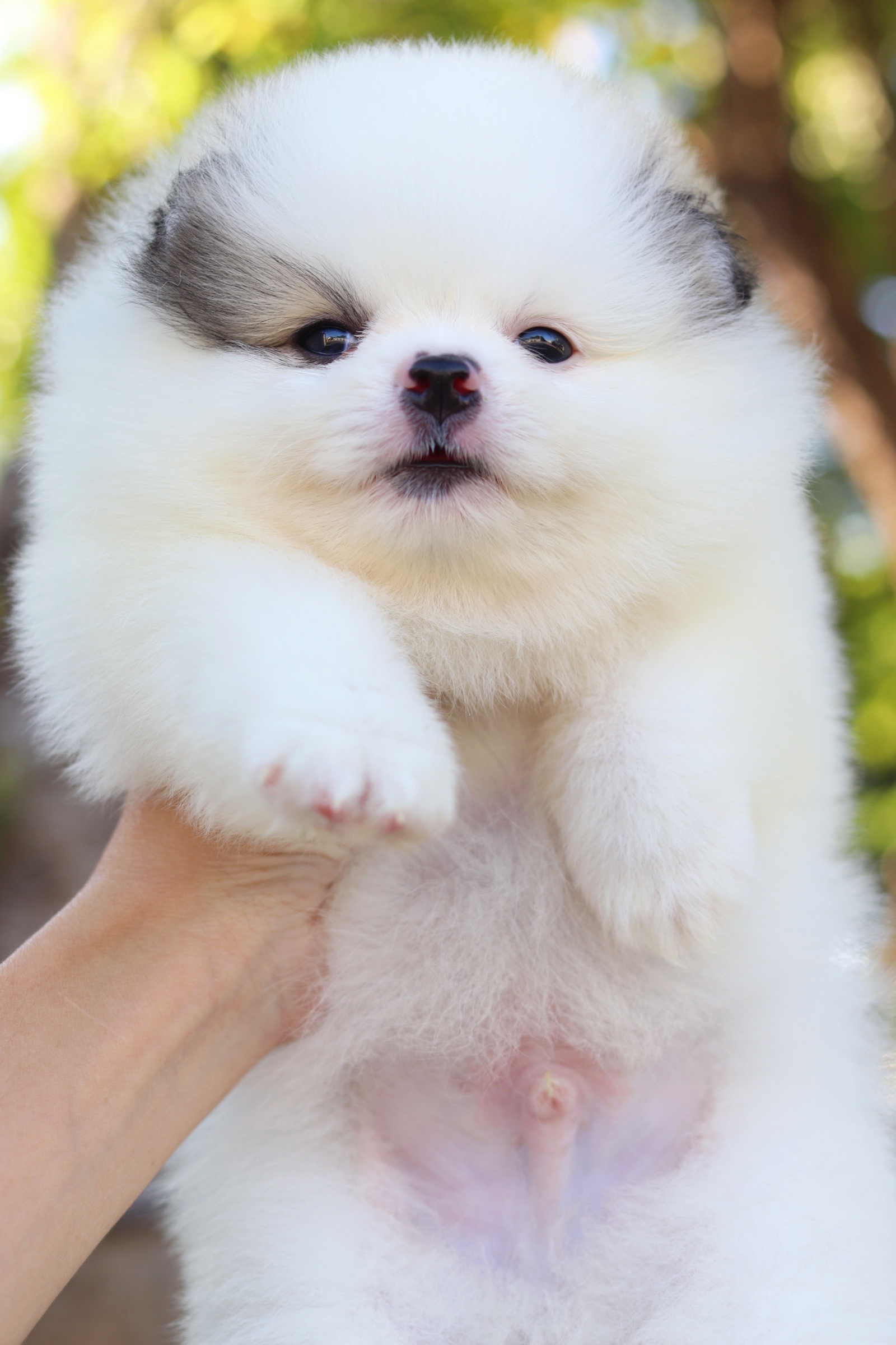 ปอมเมอเรเนียน เพศผู้ สีแฟนซี