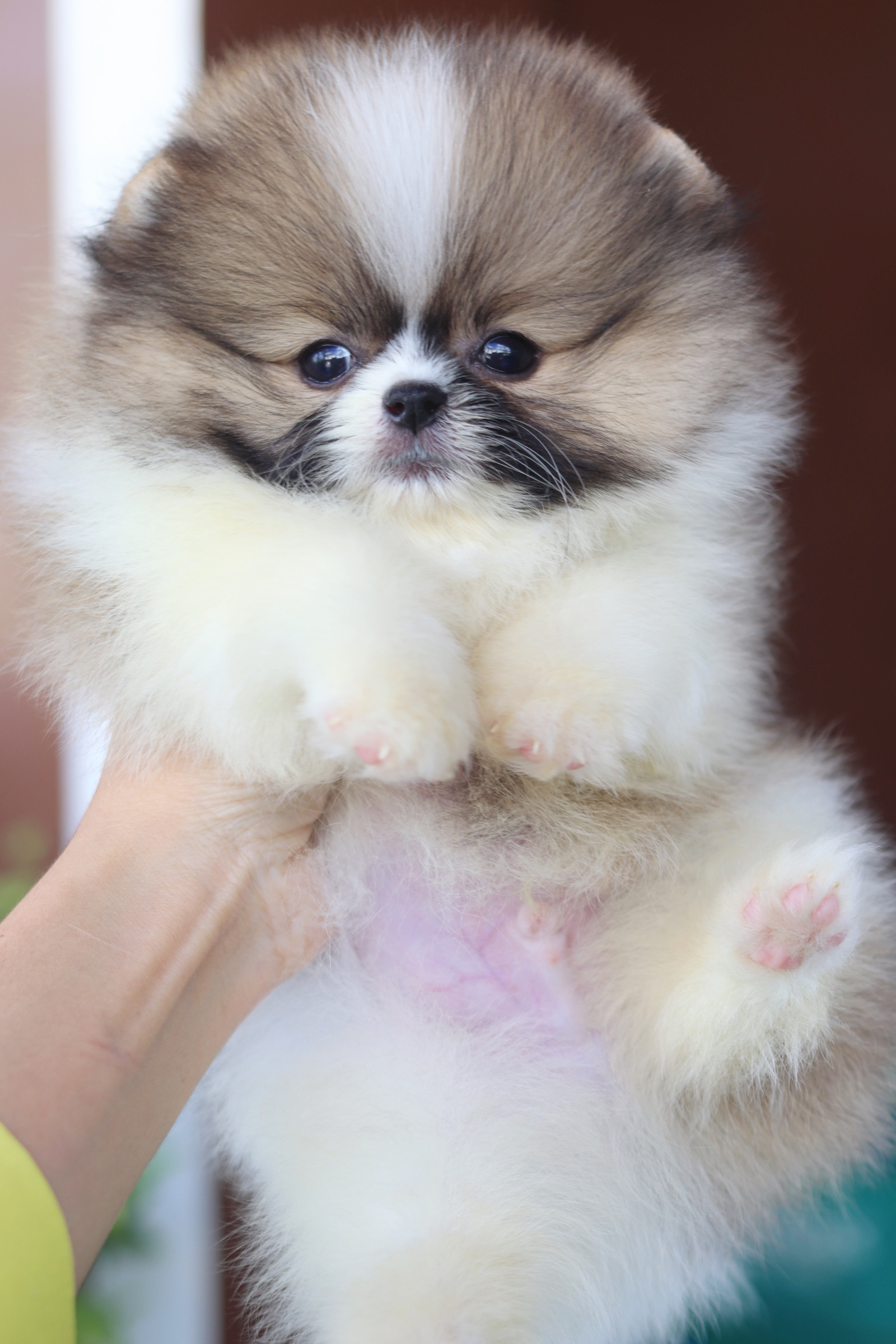 ปอมเมอเรเนียน เพศผู้สีแฟนซีเกรดโชว์