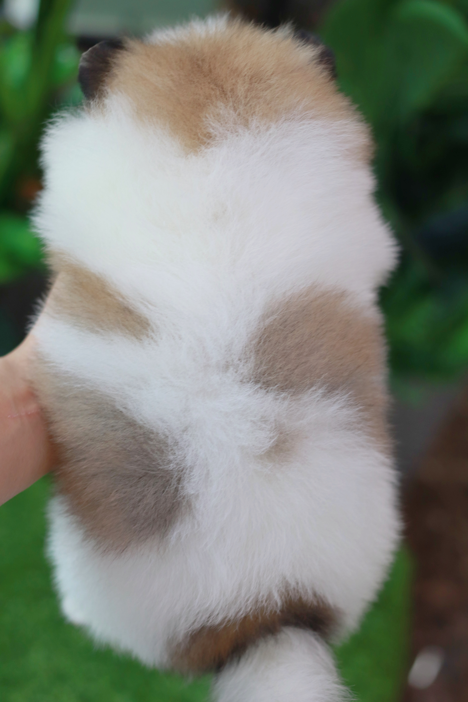 ปอมเมอเรเนียน เพศผู้ สีแฟนซี