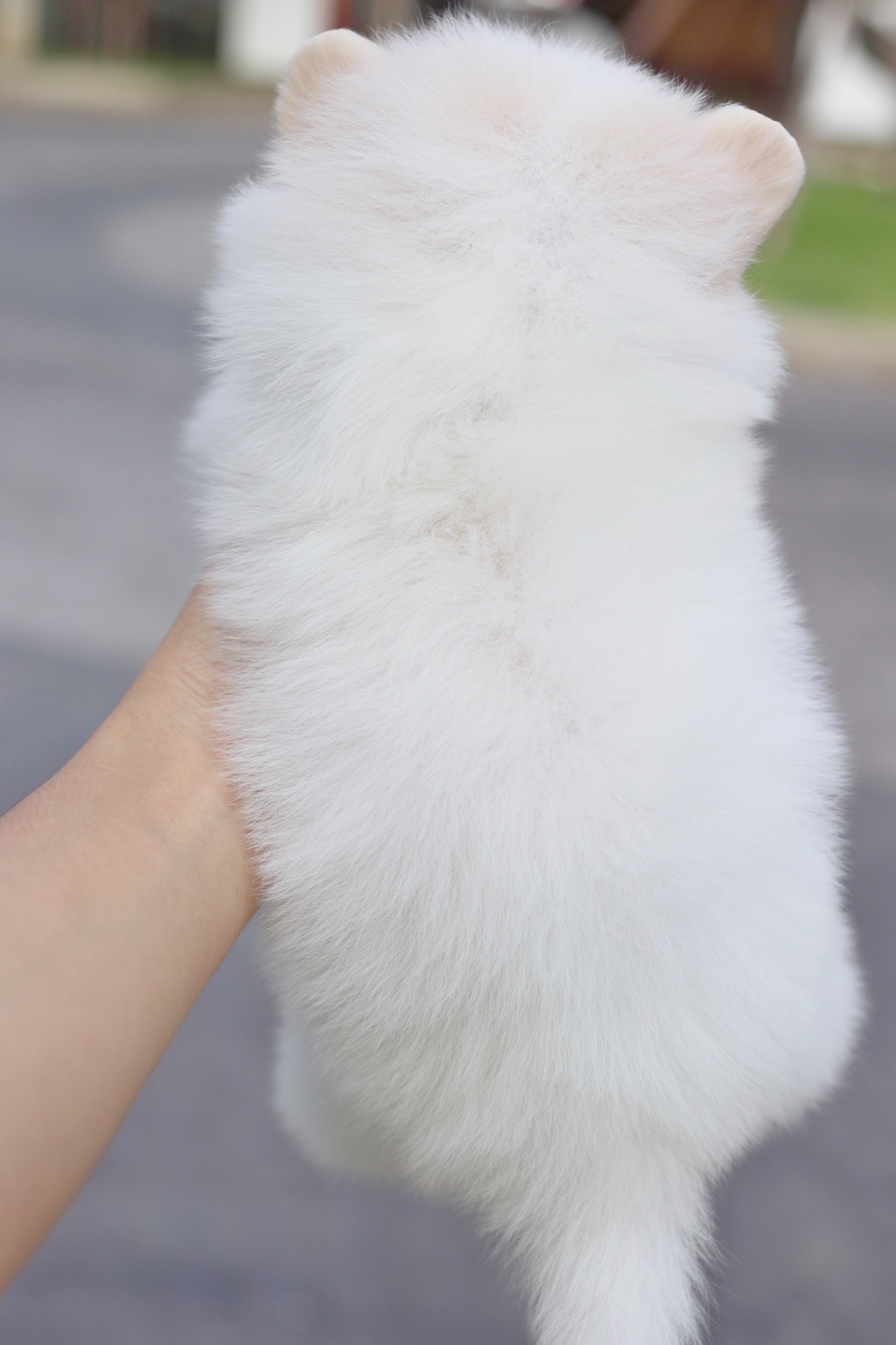 ปอมเมอเรเนียน เพศเมียสีขาวครีม